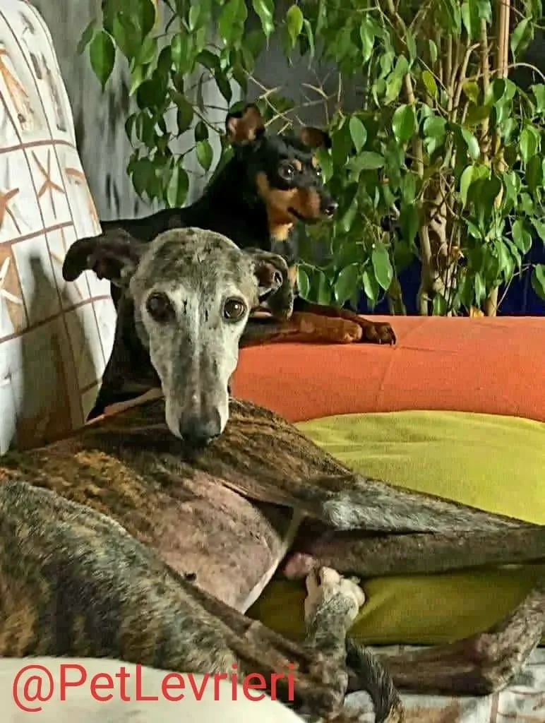 Dulcinea adozione levrieri galgo21