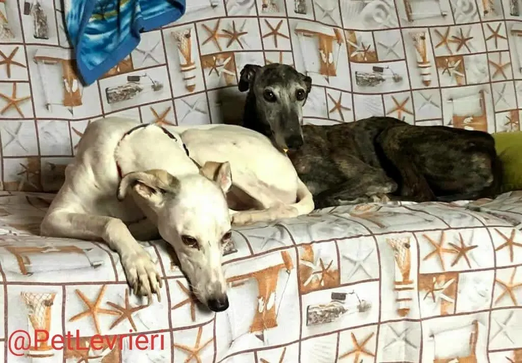 Dulcinea adozione levrieri galgo22