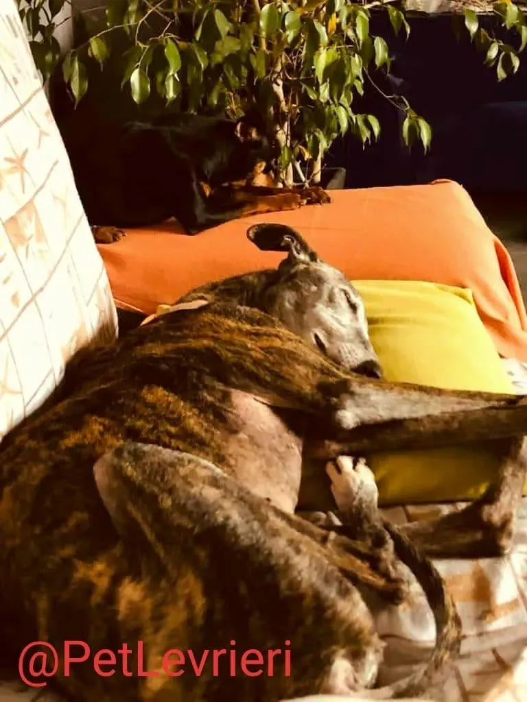 Dulcinea adozione levrieri galgo23