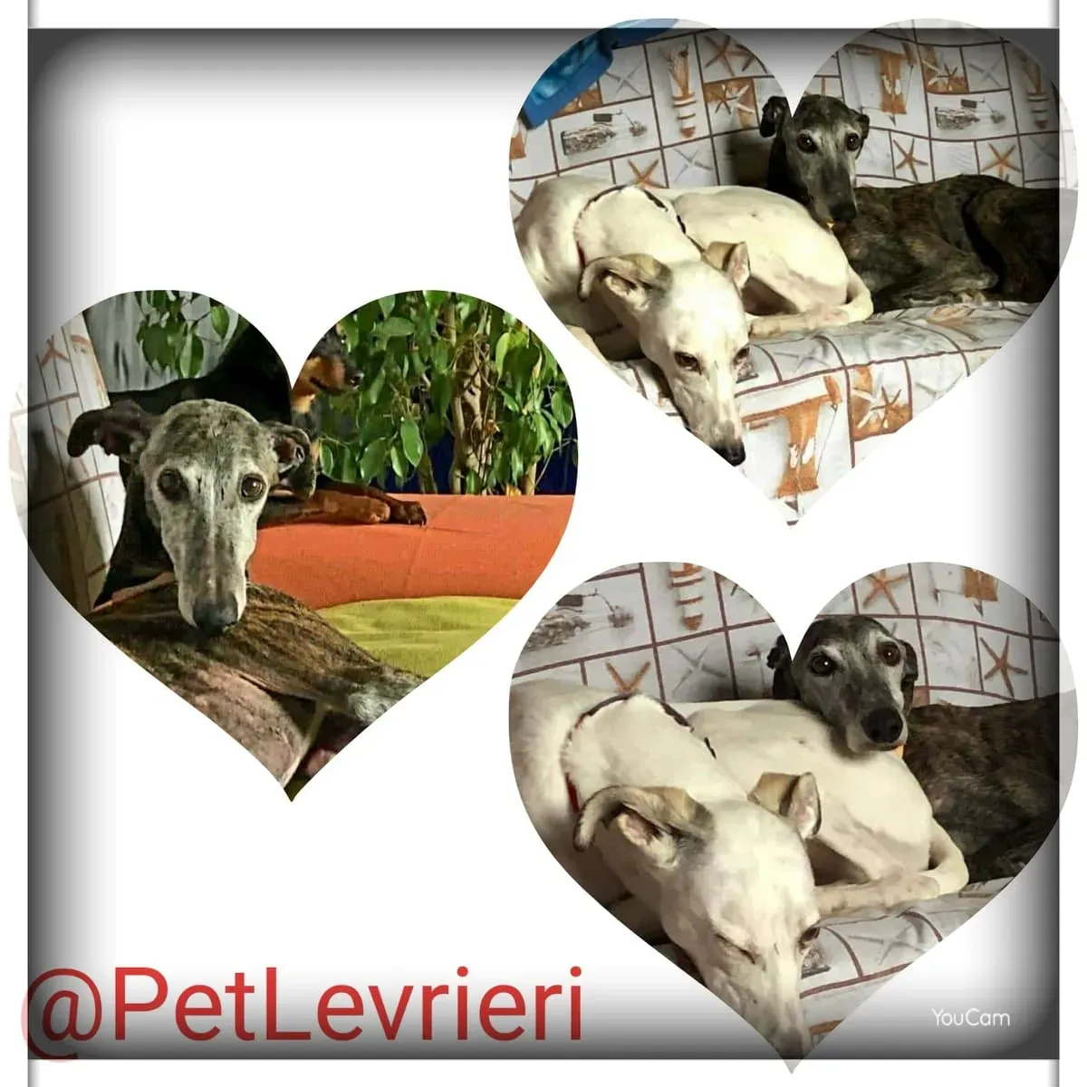 Dulcinea adozione levrieri galgo24