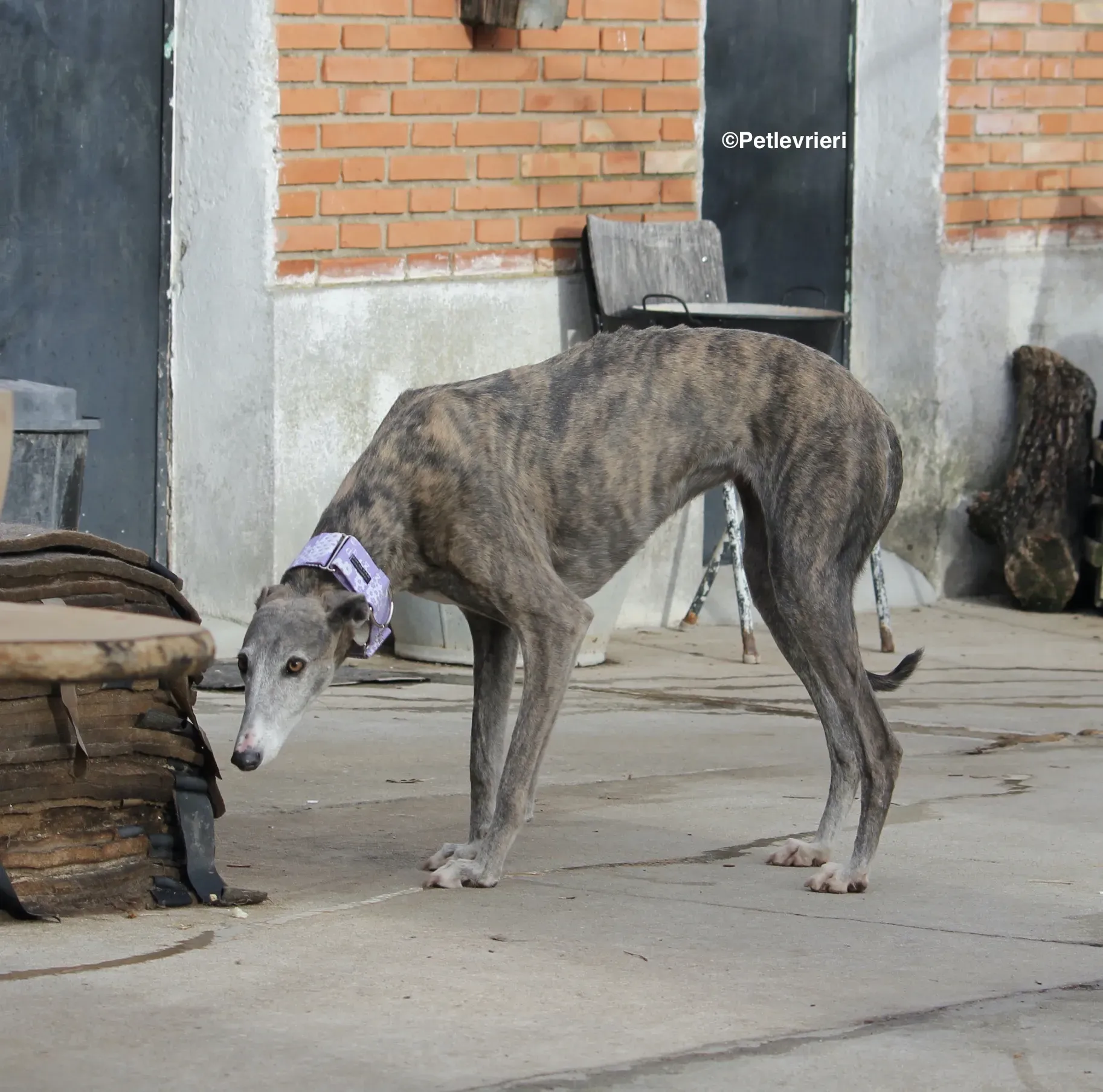 Duna adozione levrieri galgo 00