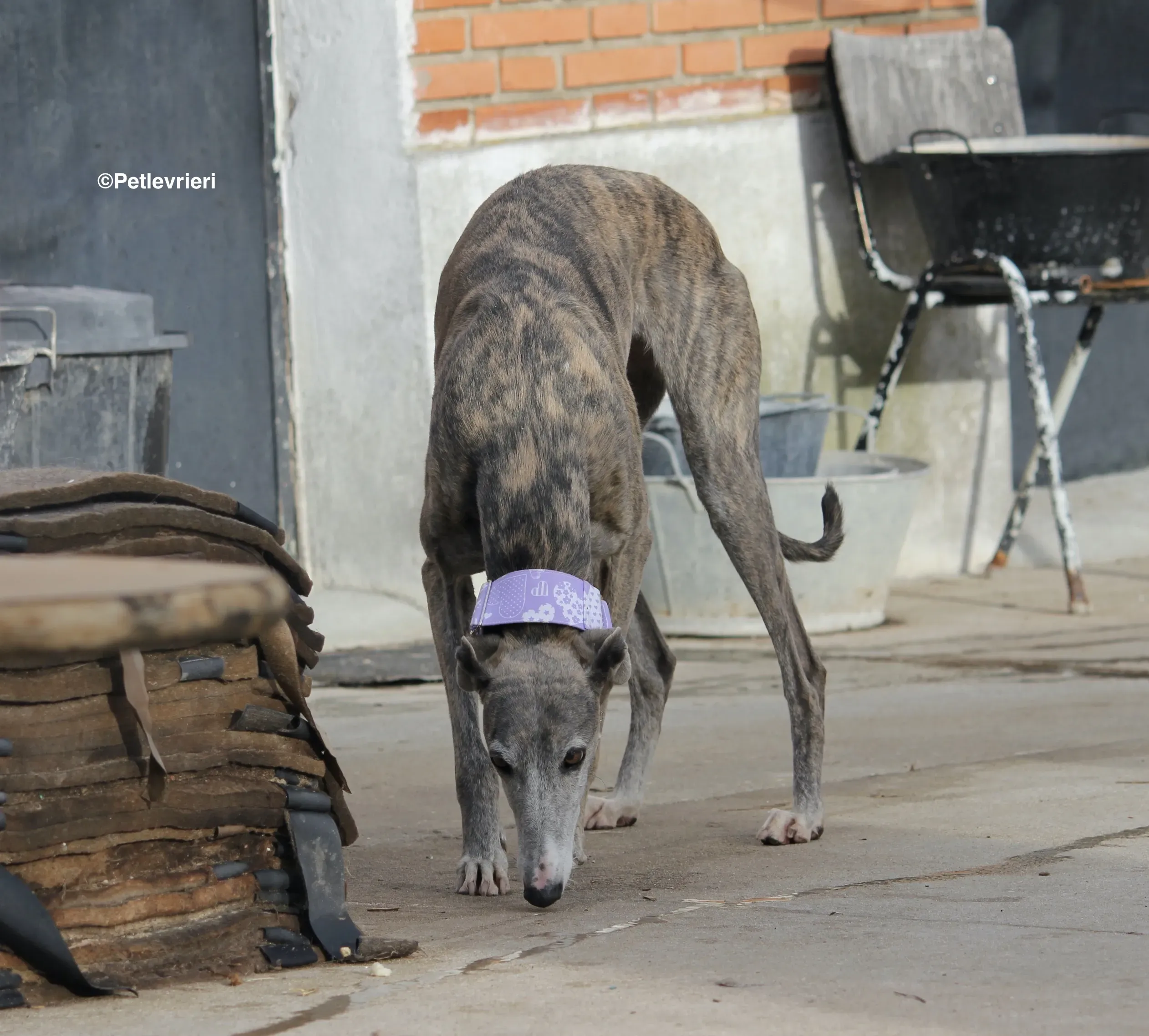 Duna adozione levrieri galgo 01