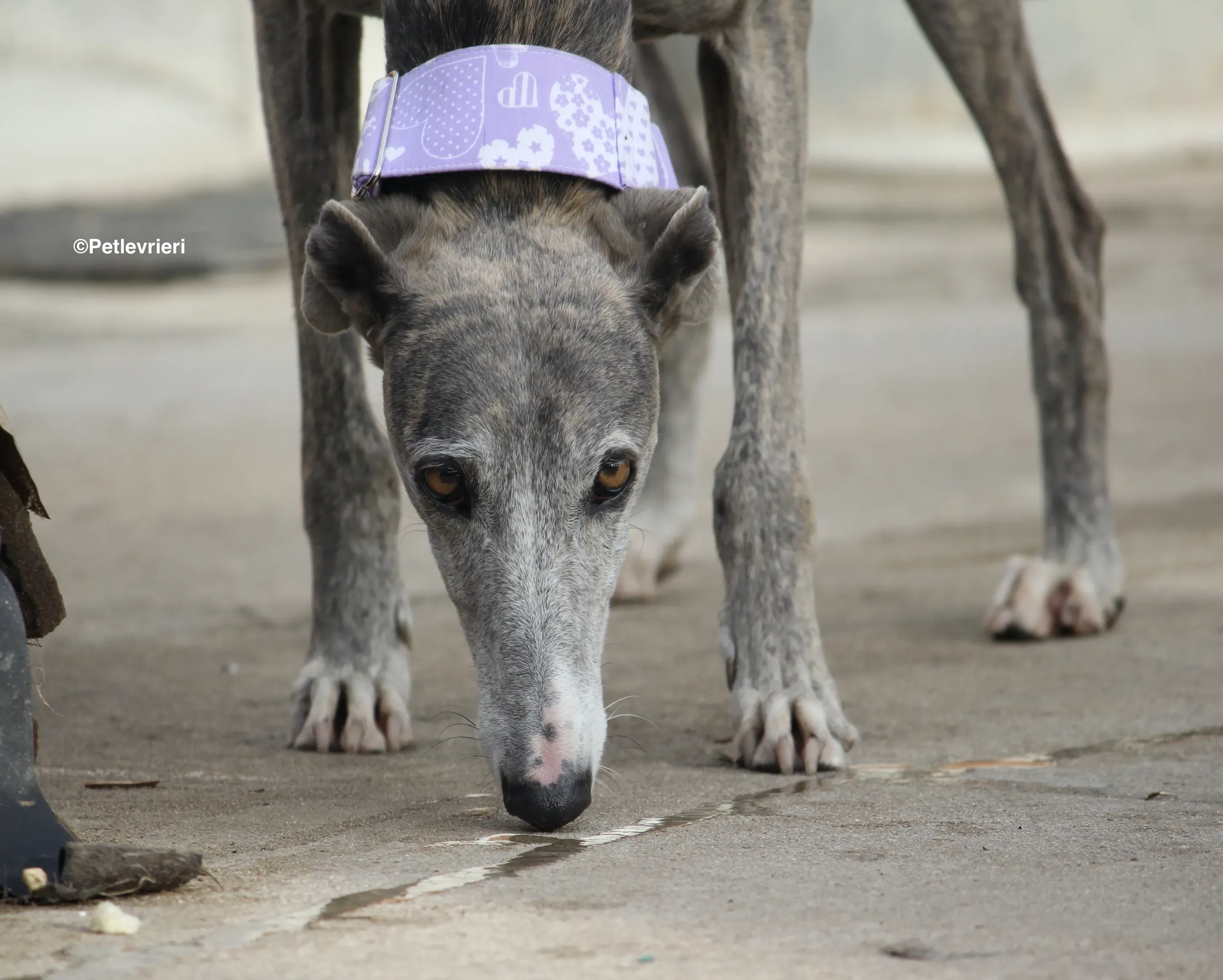 Duna adozione levrieri galgo 02