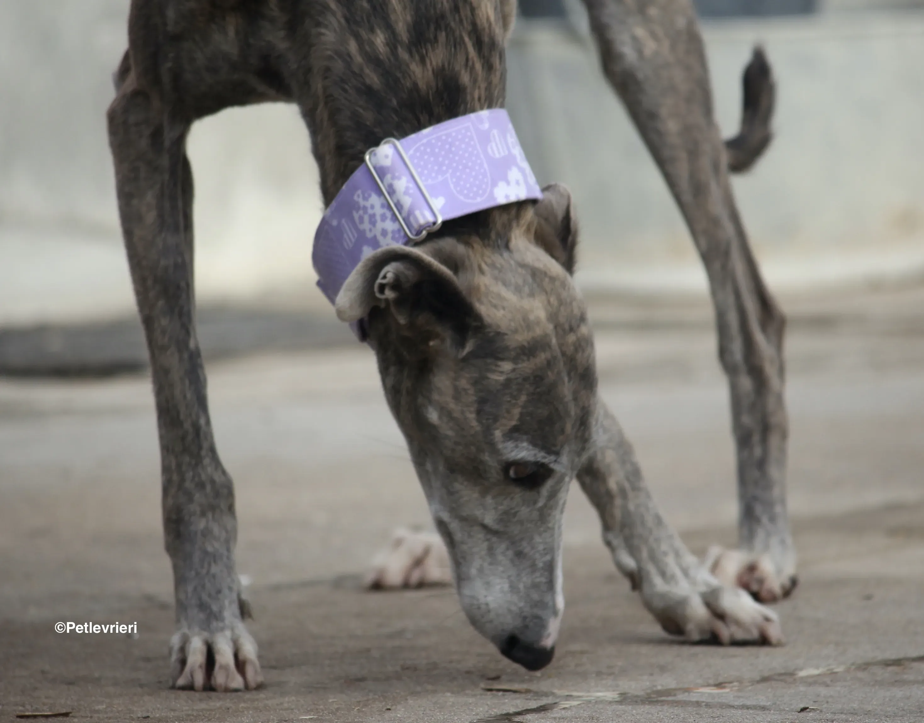 Duna adozione levrieri galgo 03