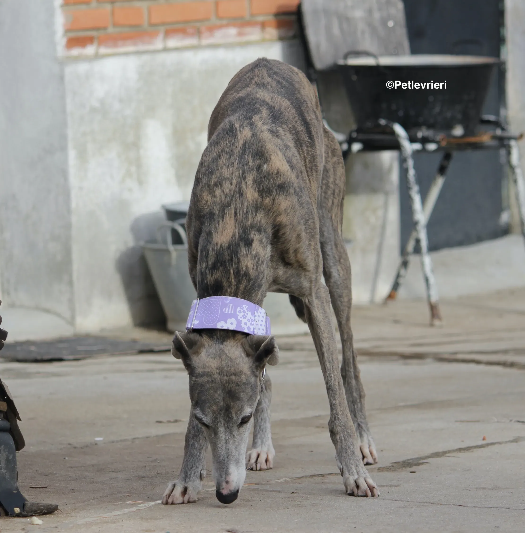 Duna adozione levrieri galgo 04