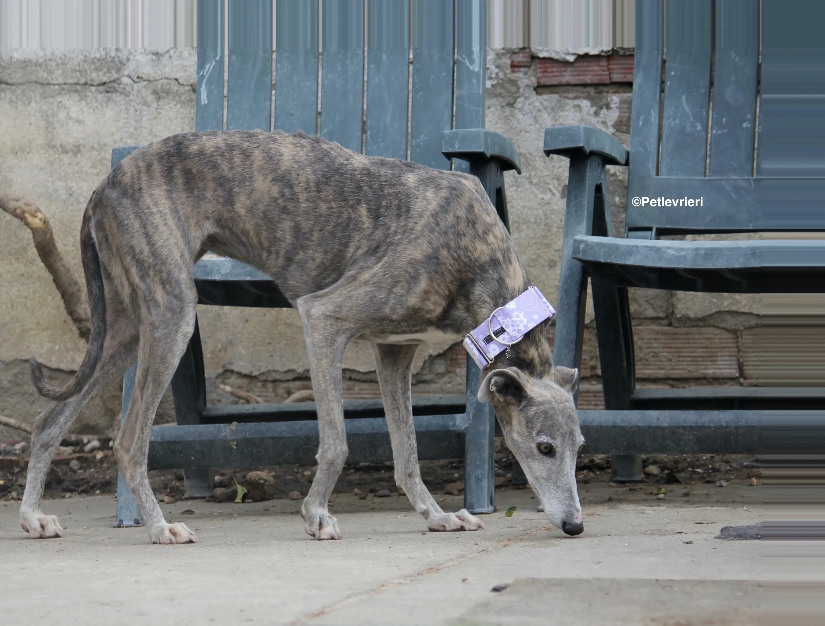 Duna adozione levrieri galgo 05