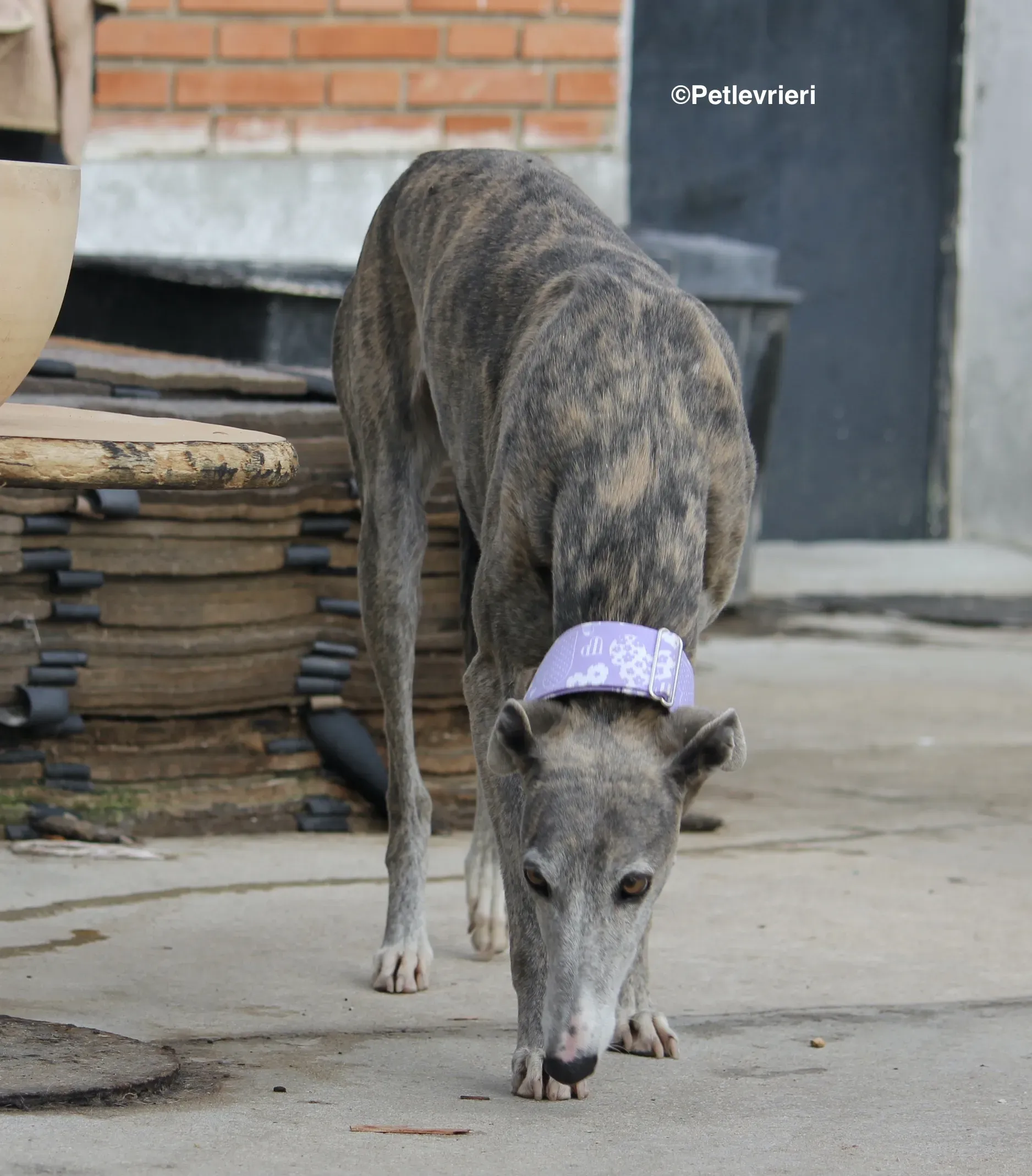 Duna adozione levrieri galgo 07