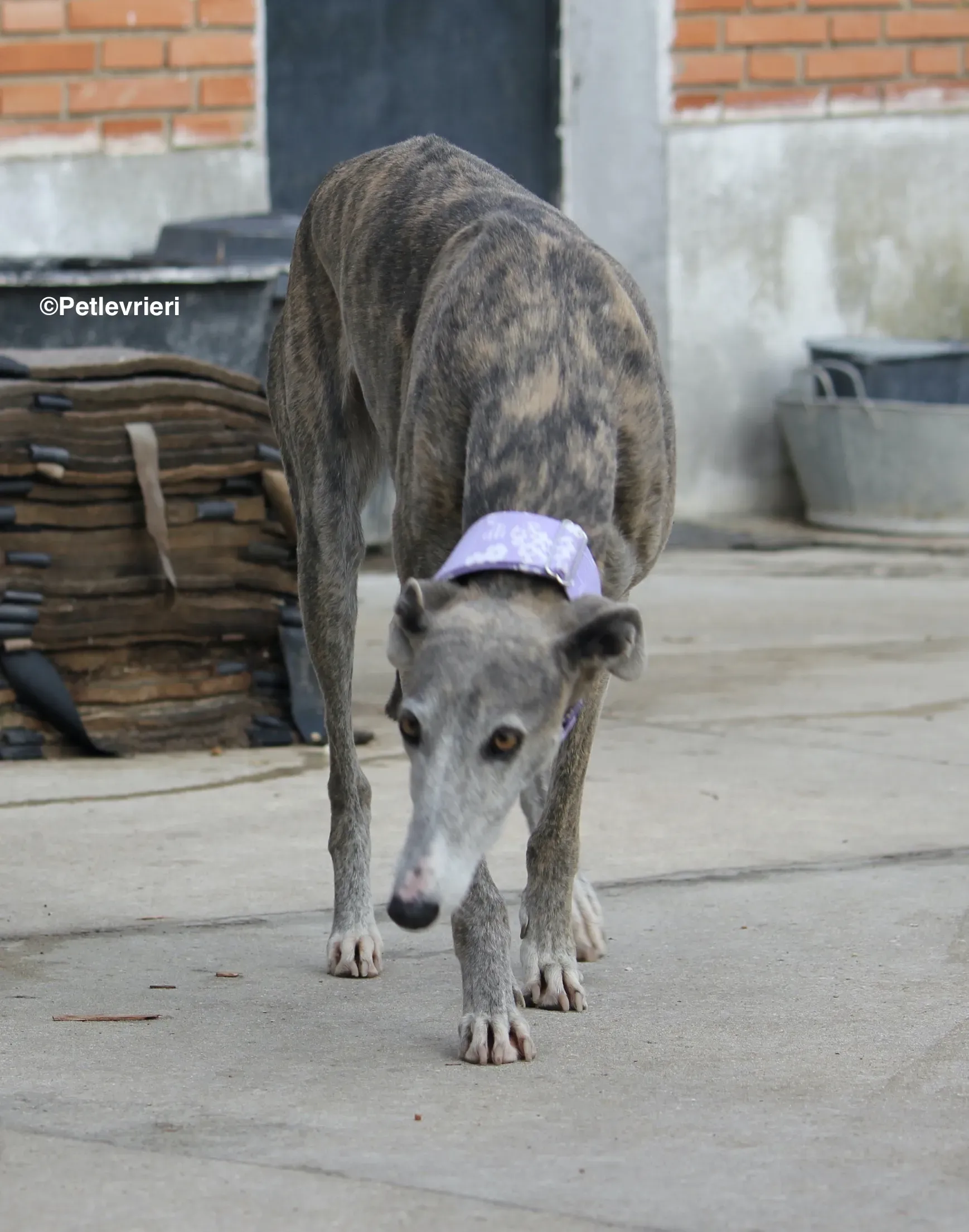 Duna adozione levrieri galgo 08