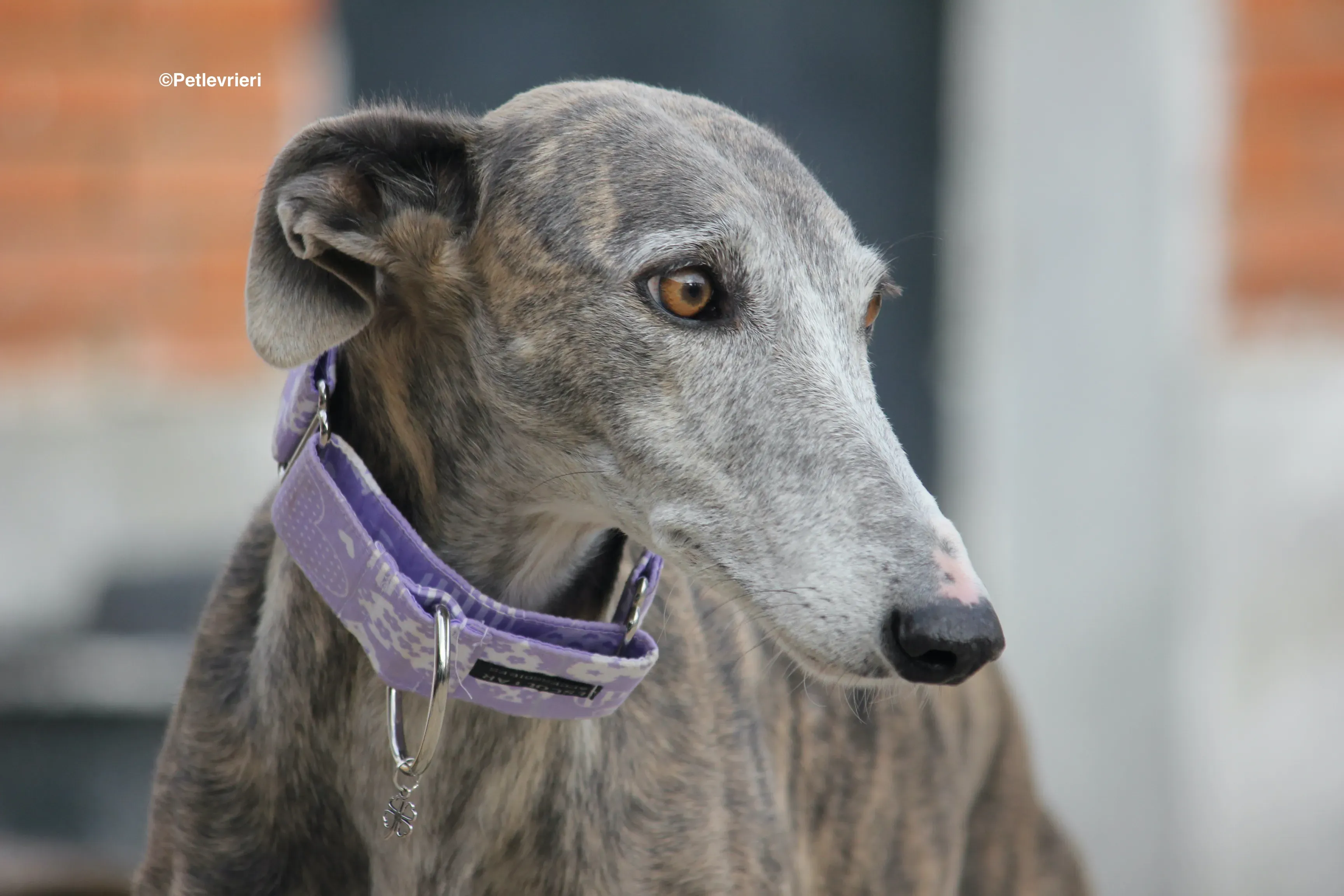 Duna adozione levrieri galgo 09