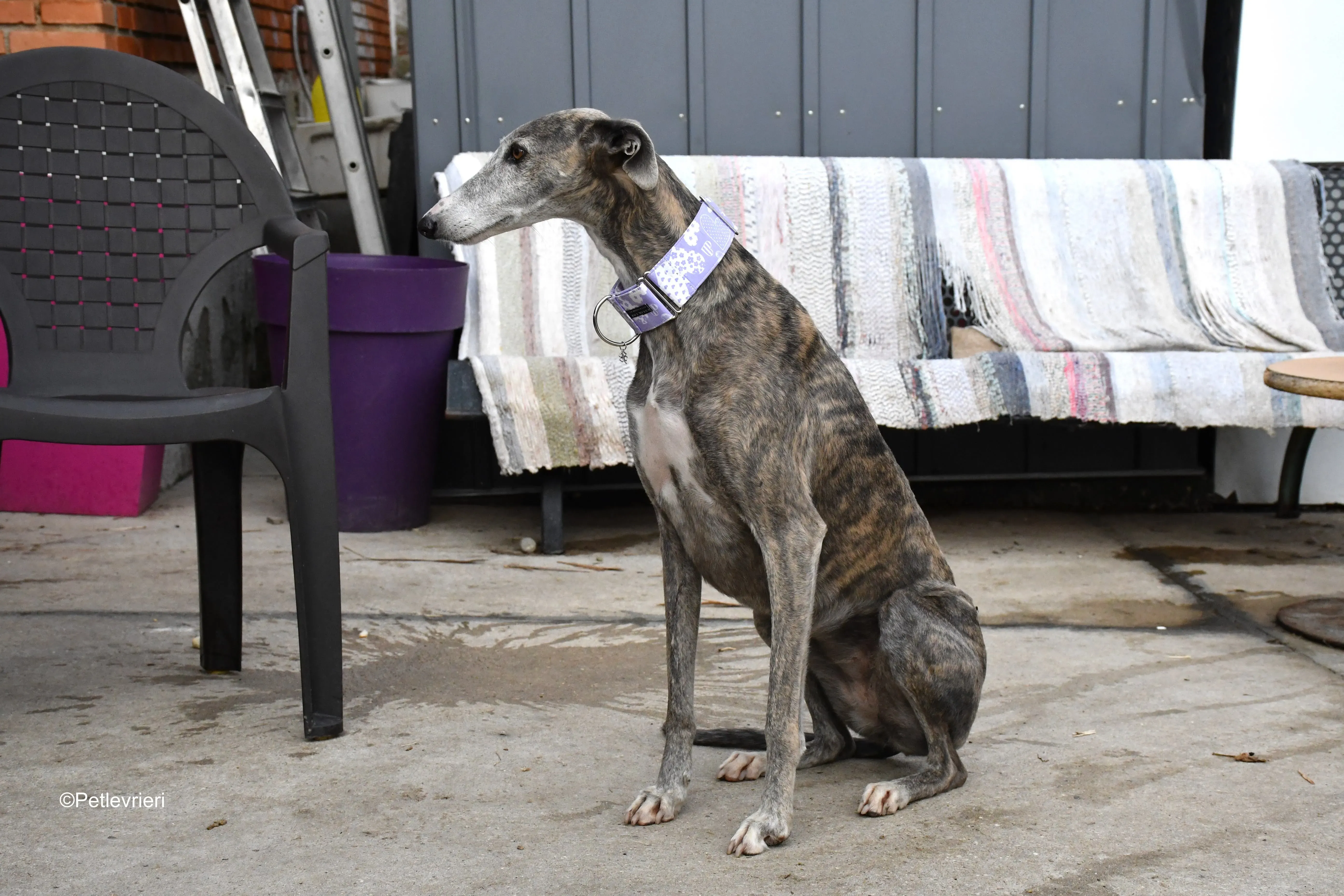 Duna adozione levrieri galgo 10