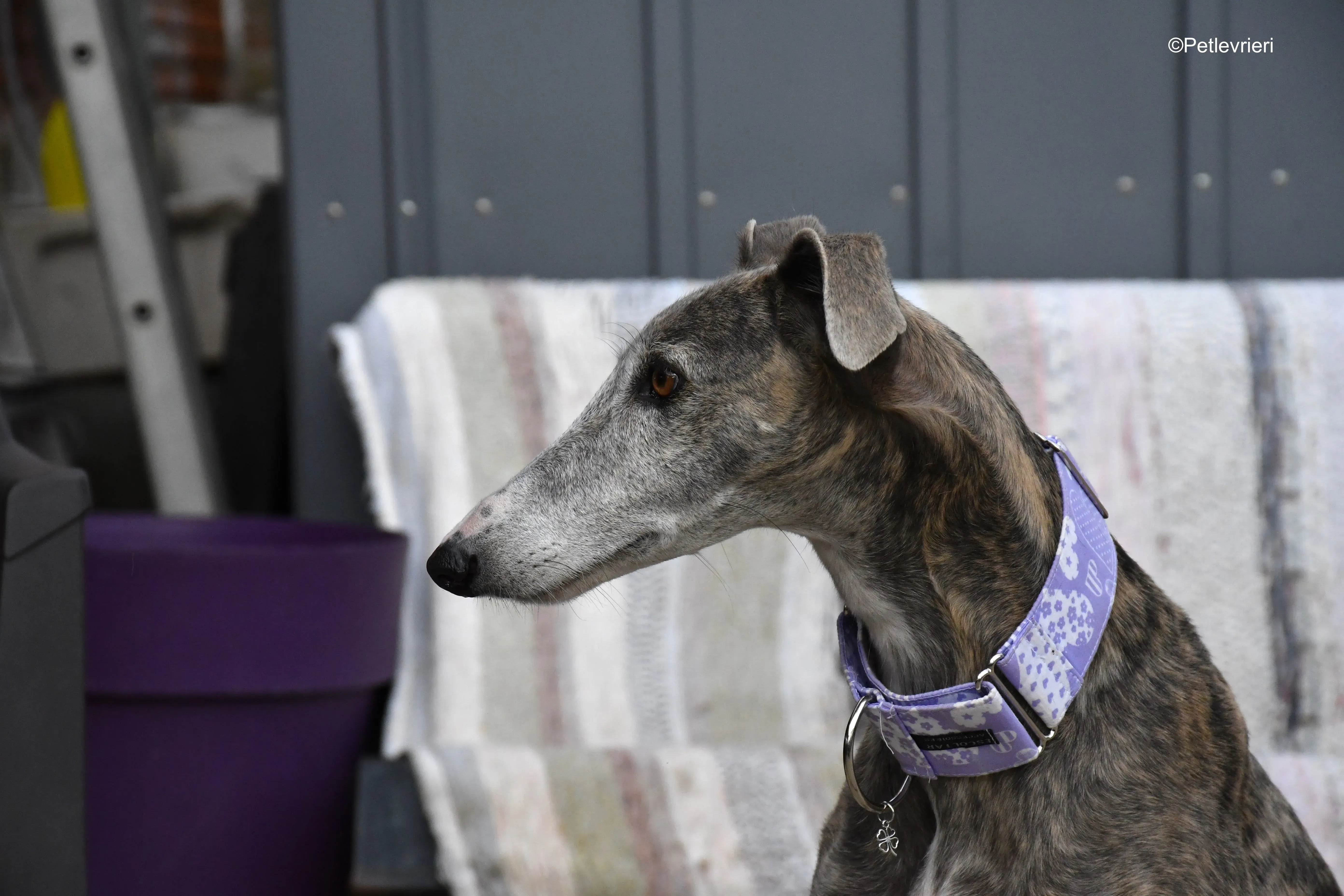 Duna adozione levrieri galgo 11