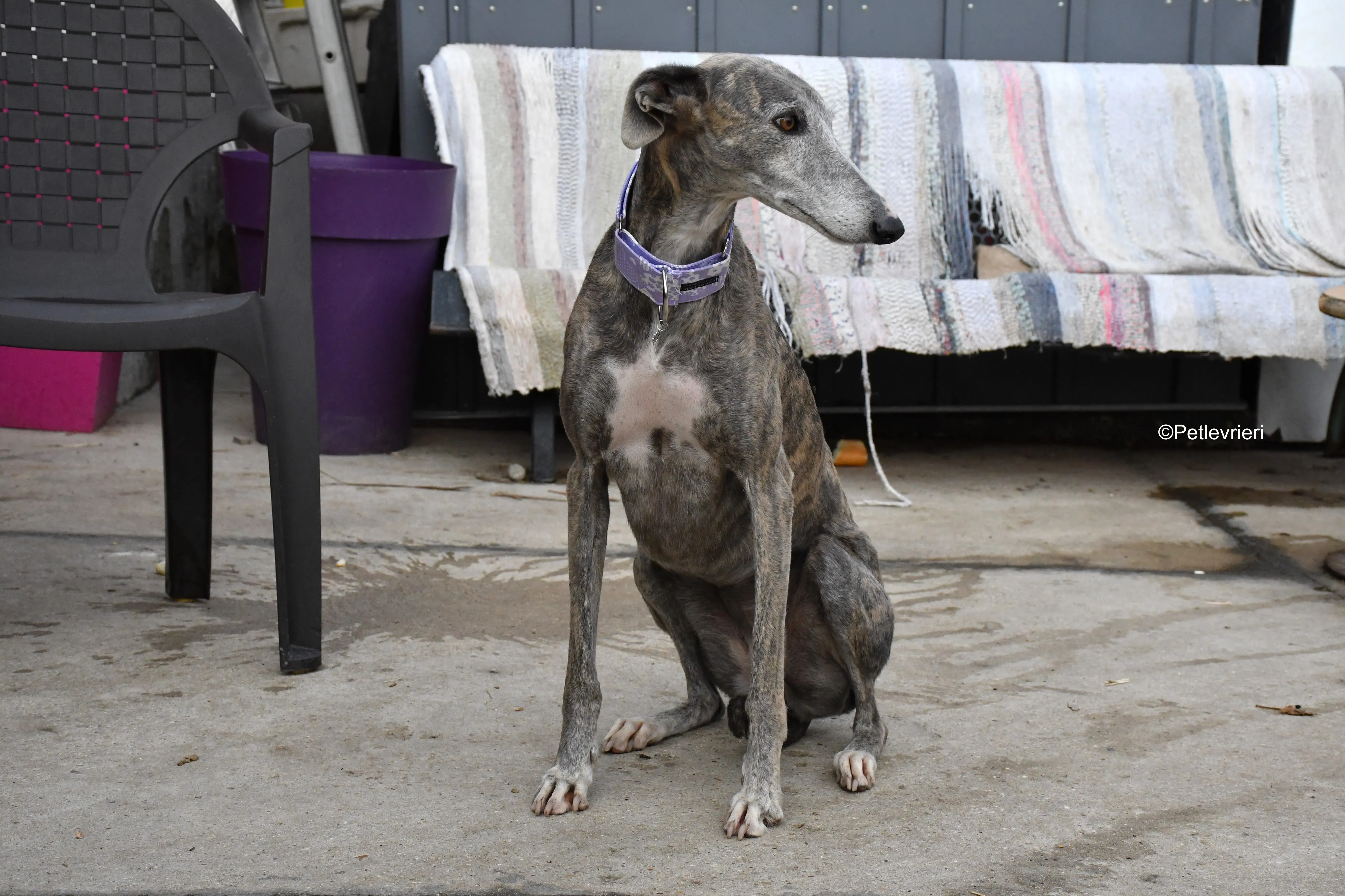 Duna adozione levrieri galgo 14