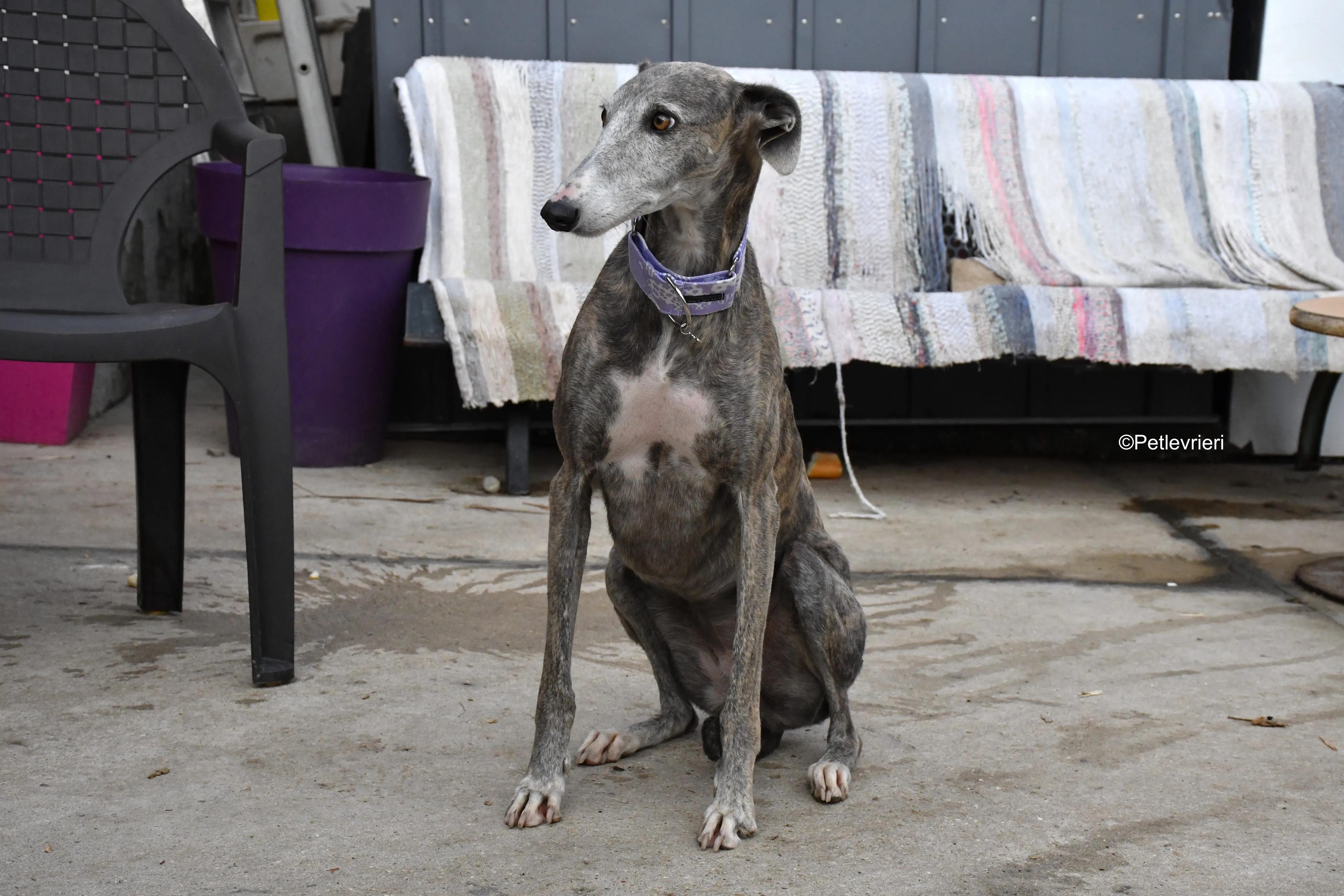 Duna adozione levrieri galgo 15