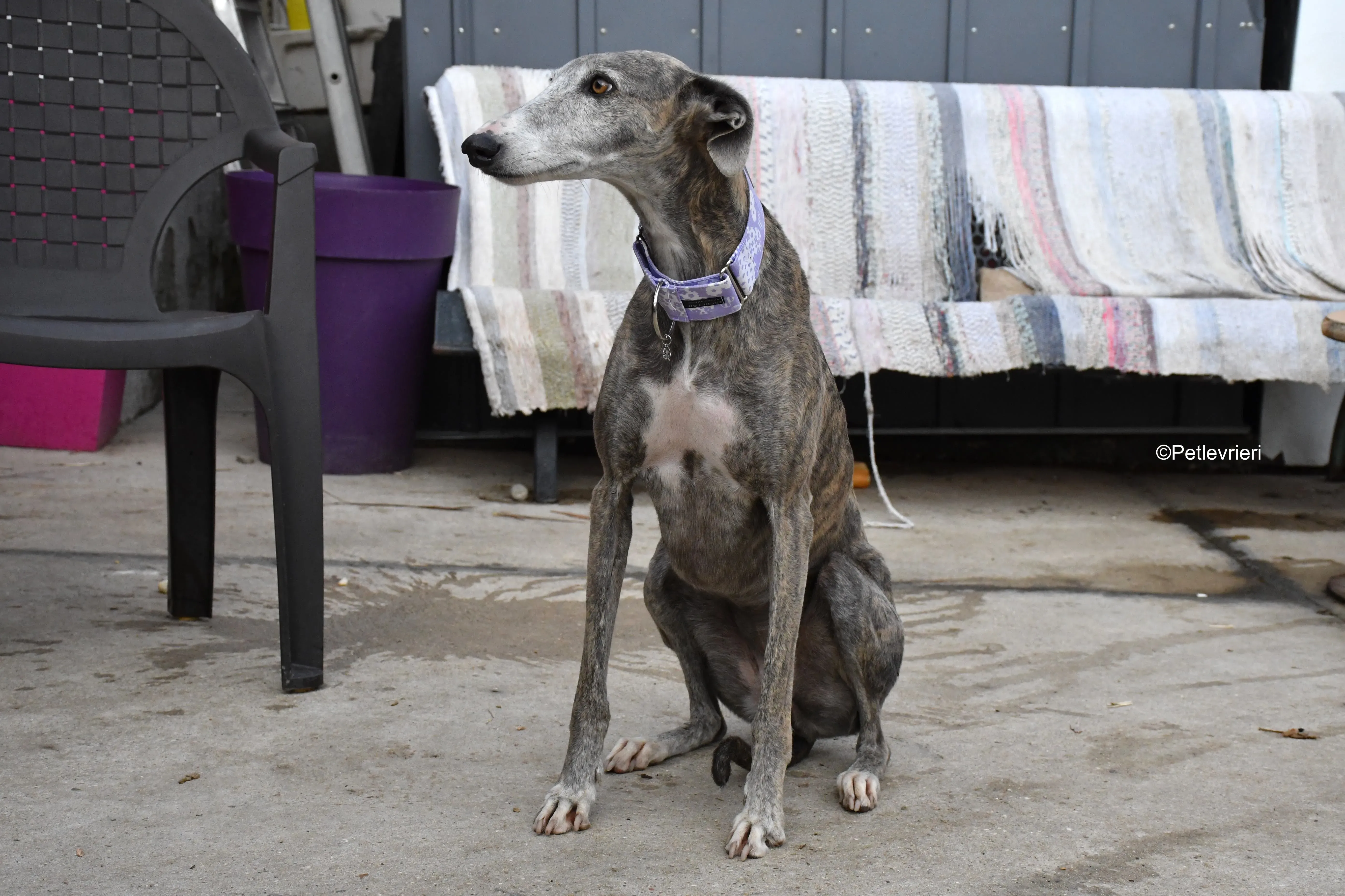 Duna adozione levrieri galgo 16