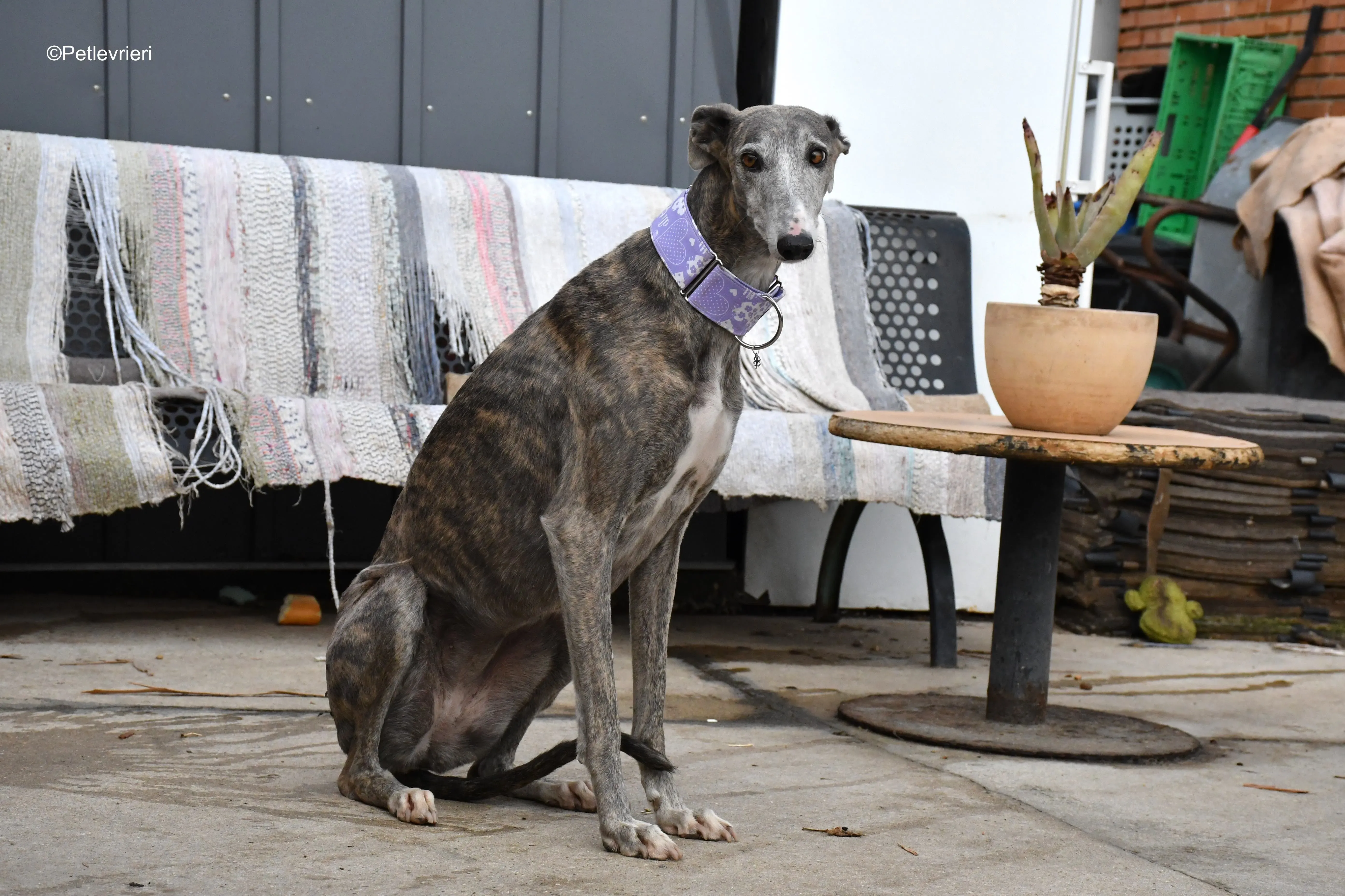 Duna adozione levrieri galgo 18