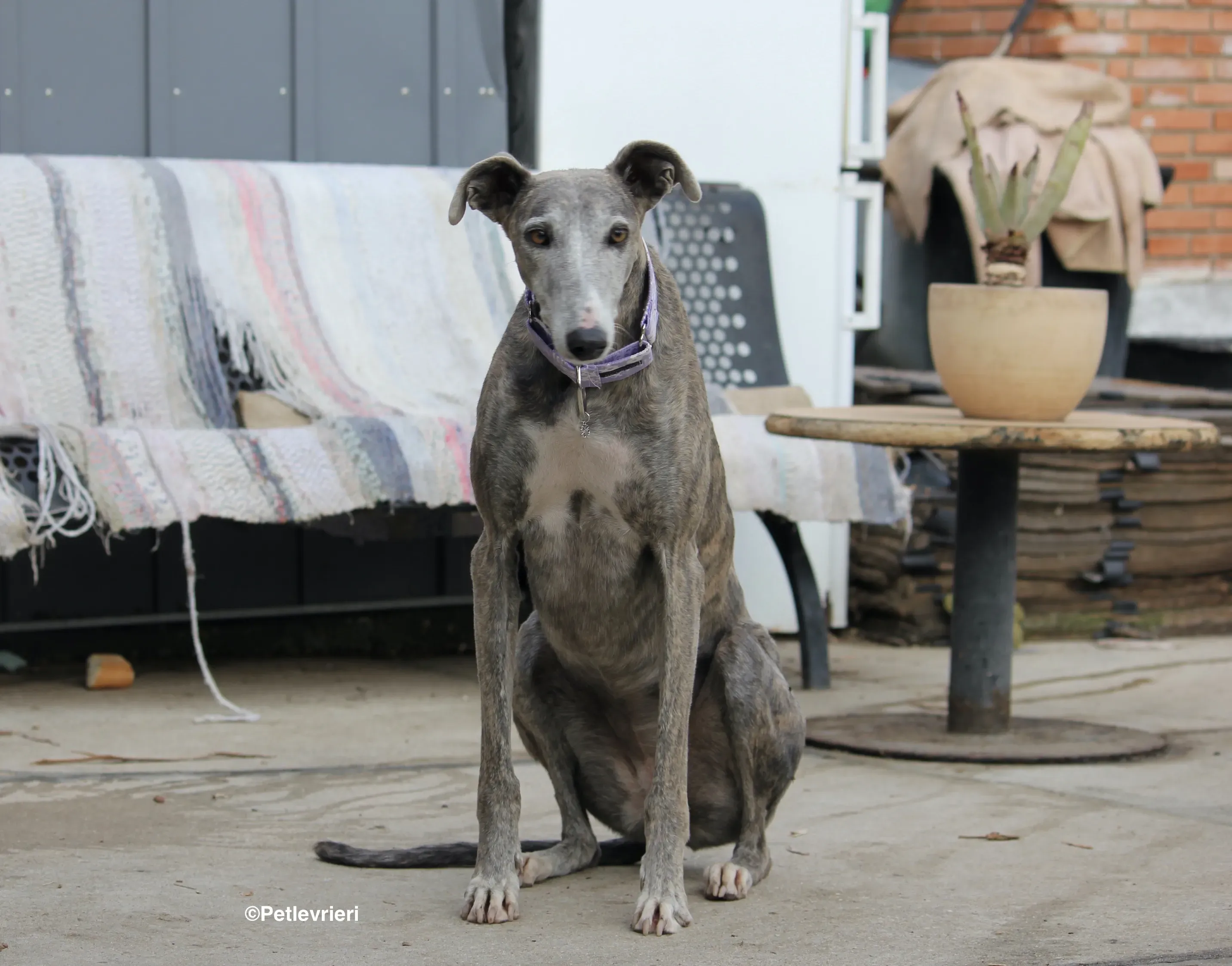 Duna adozione levrieri galgo 19