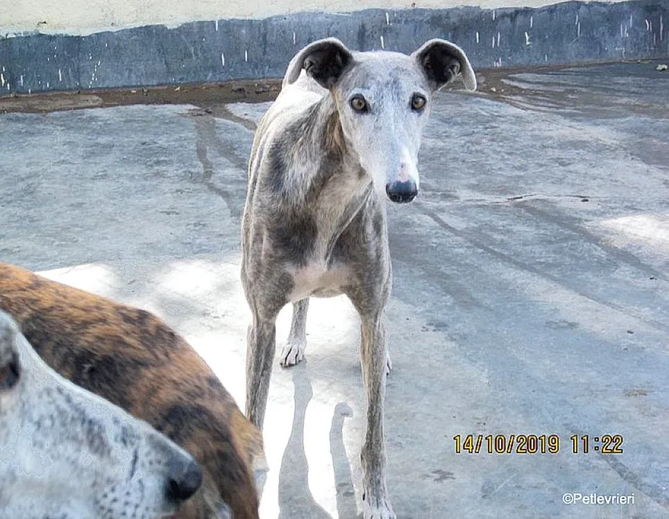 Duna adozione levrieri galgo 01