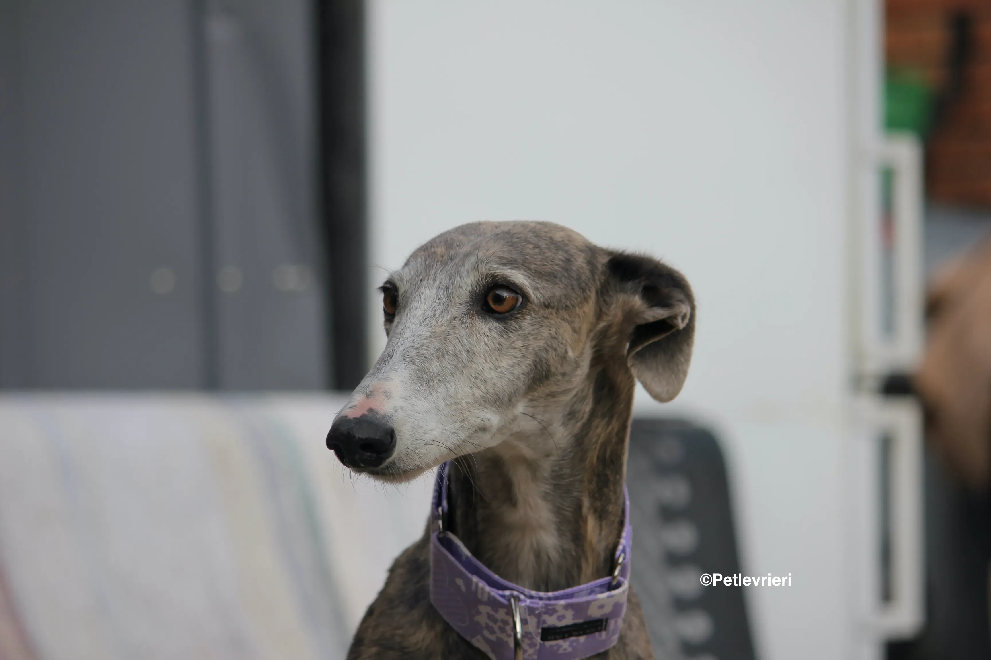 Duna adozione levrieri galgo 20