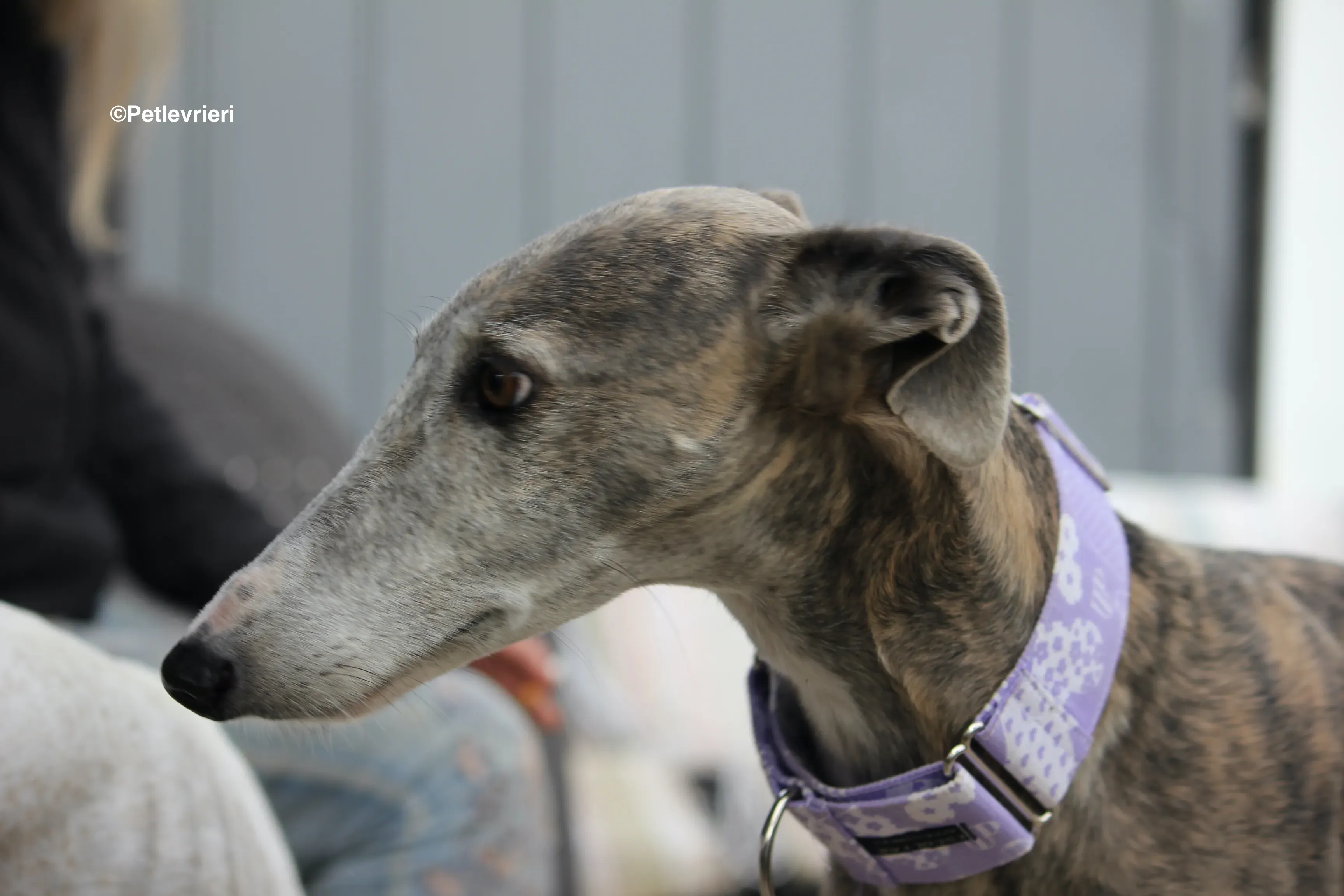 Duna adozione levrieri galgo 21