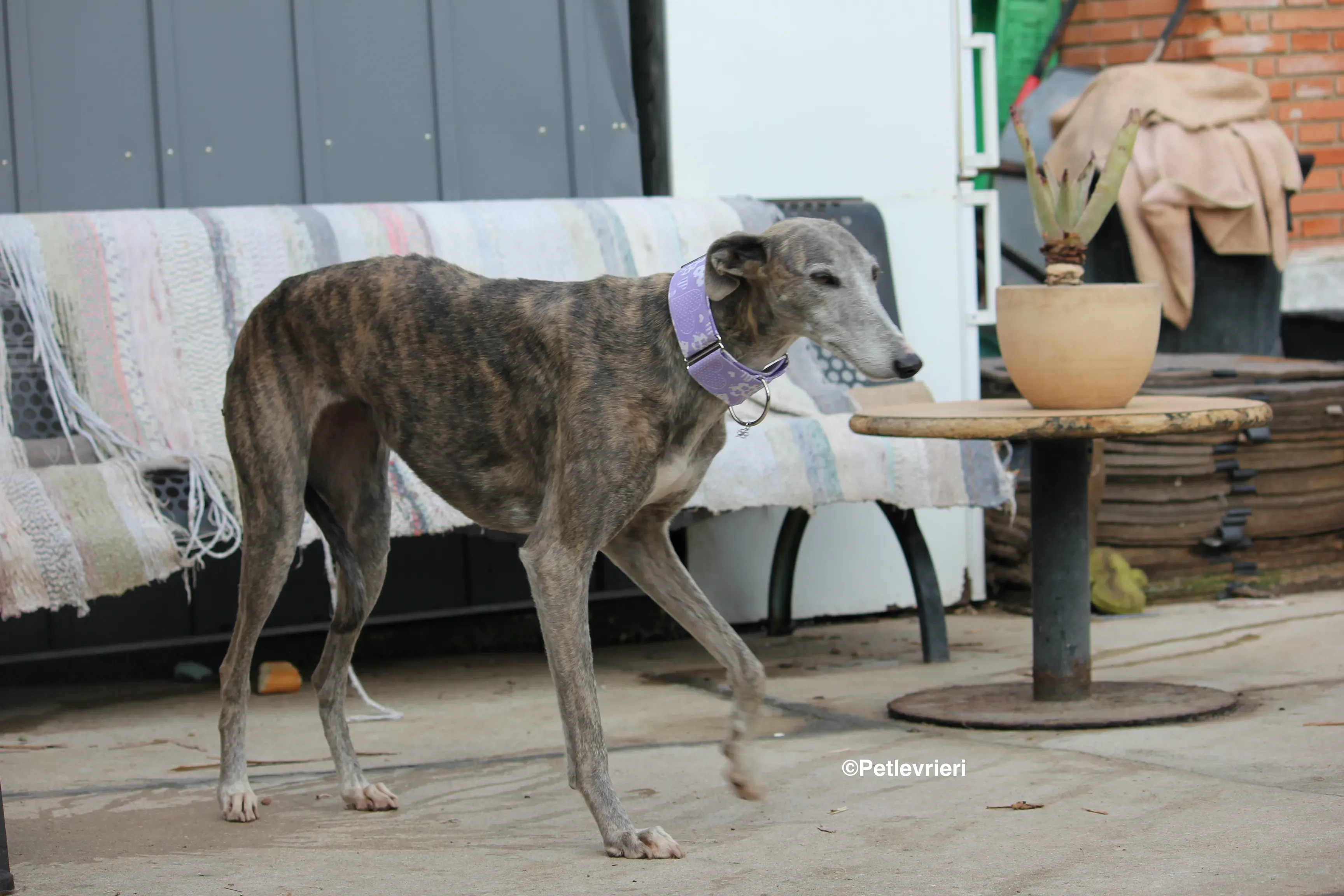 Duna adozione levrieri galgo 22