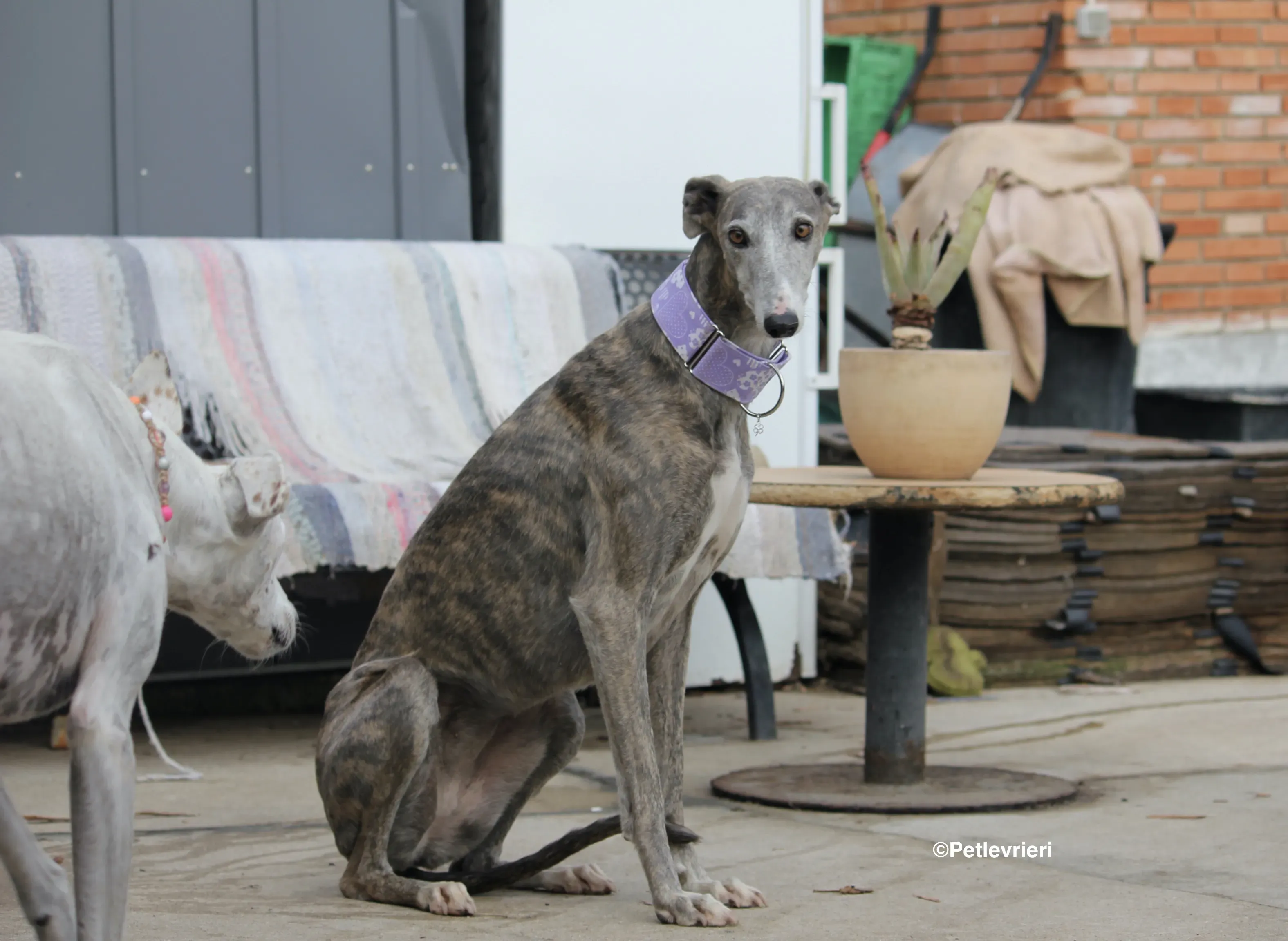 Duna adozione levrieri galgo 23