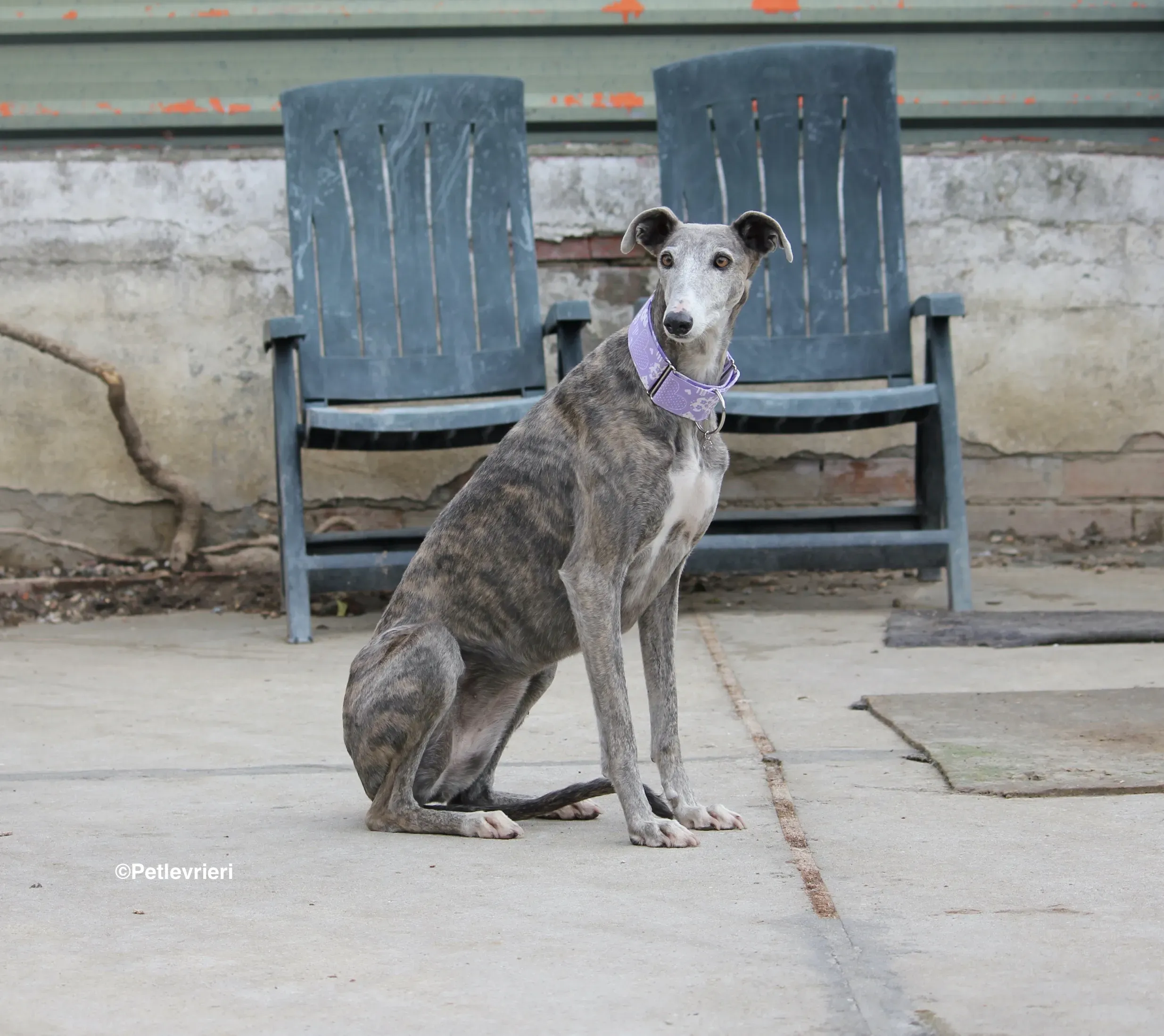 Duna adozione levrieri galgo 24