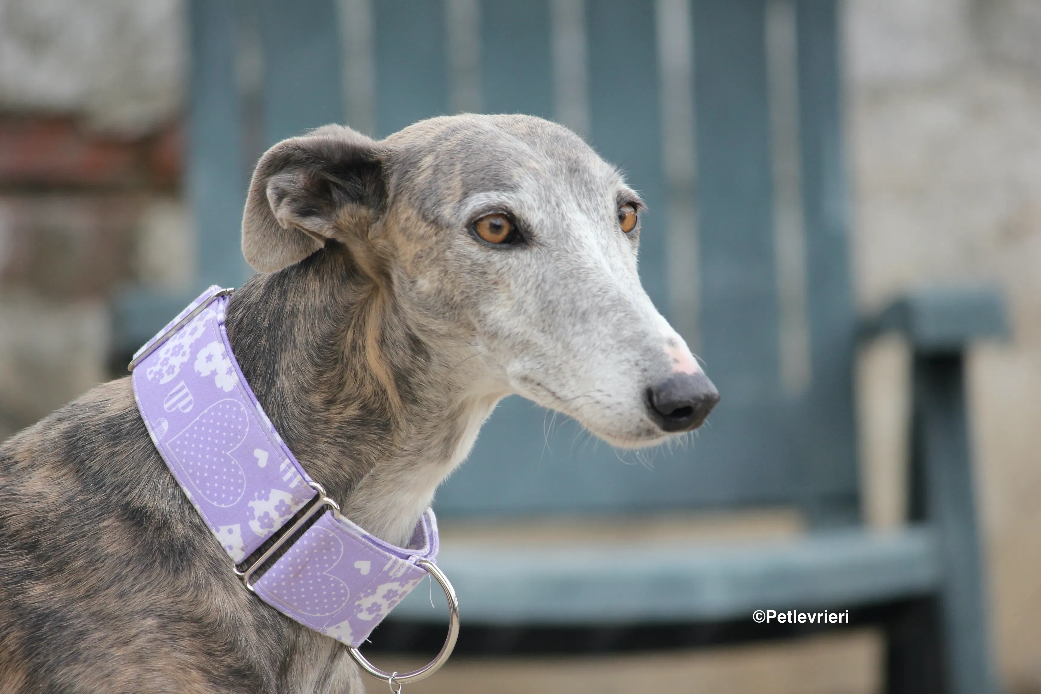 Duna adozione levrieri galgo 25