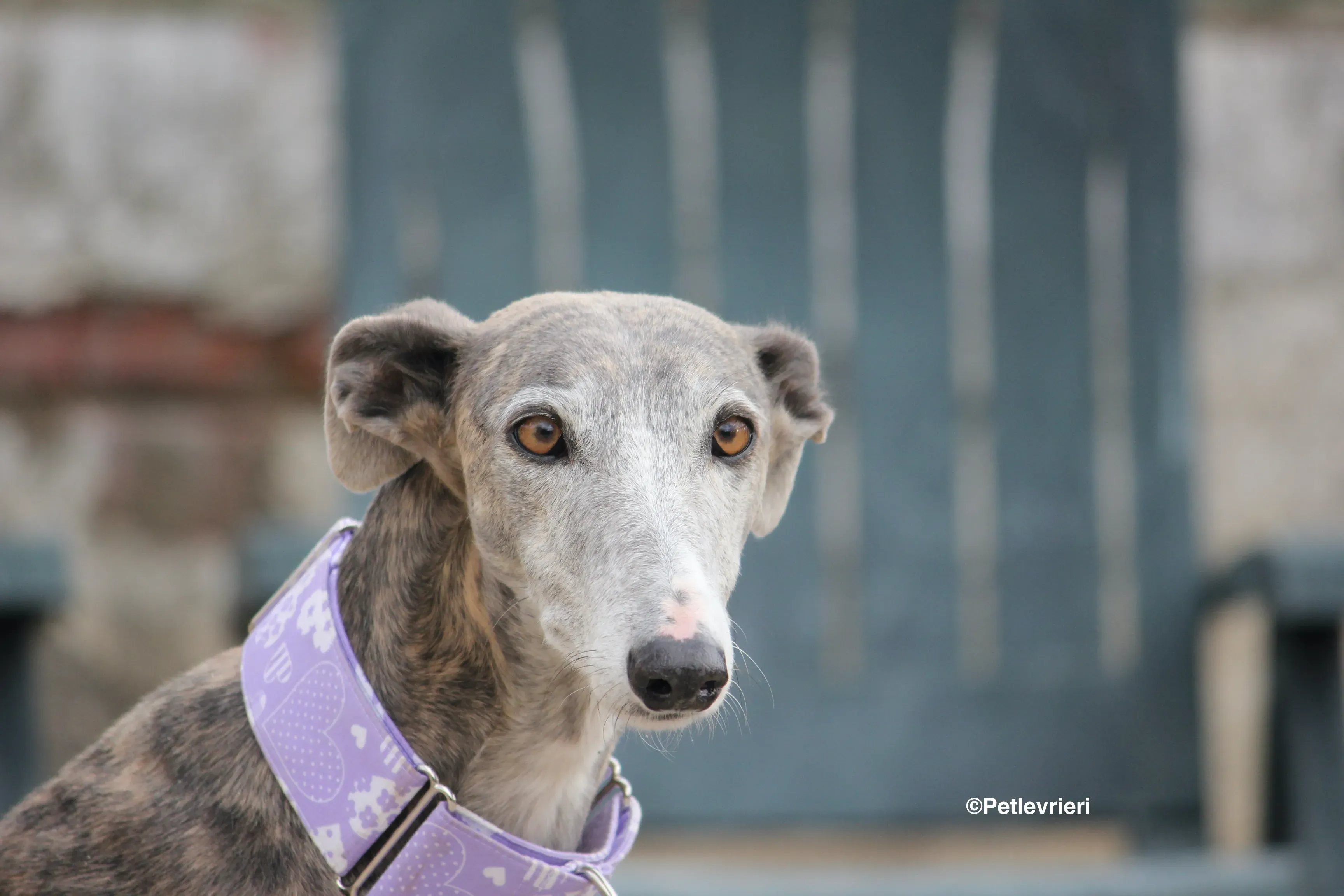 Duna adozione levrieri galgo 26