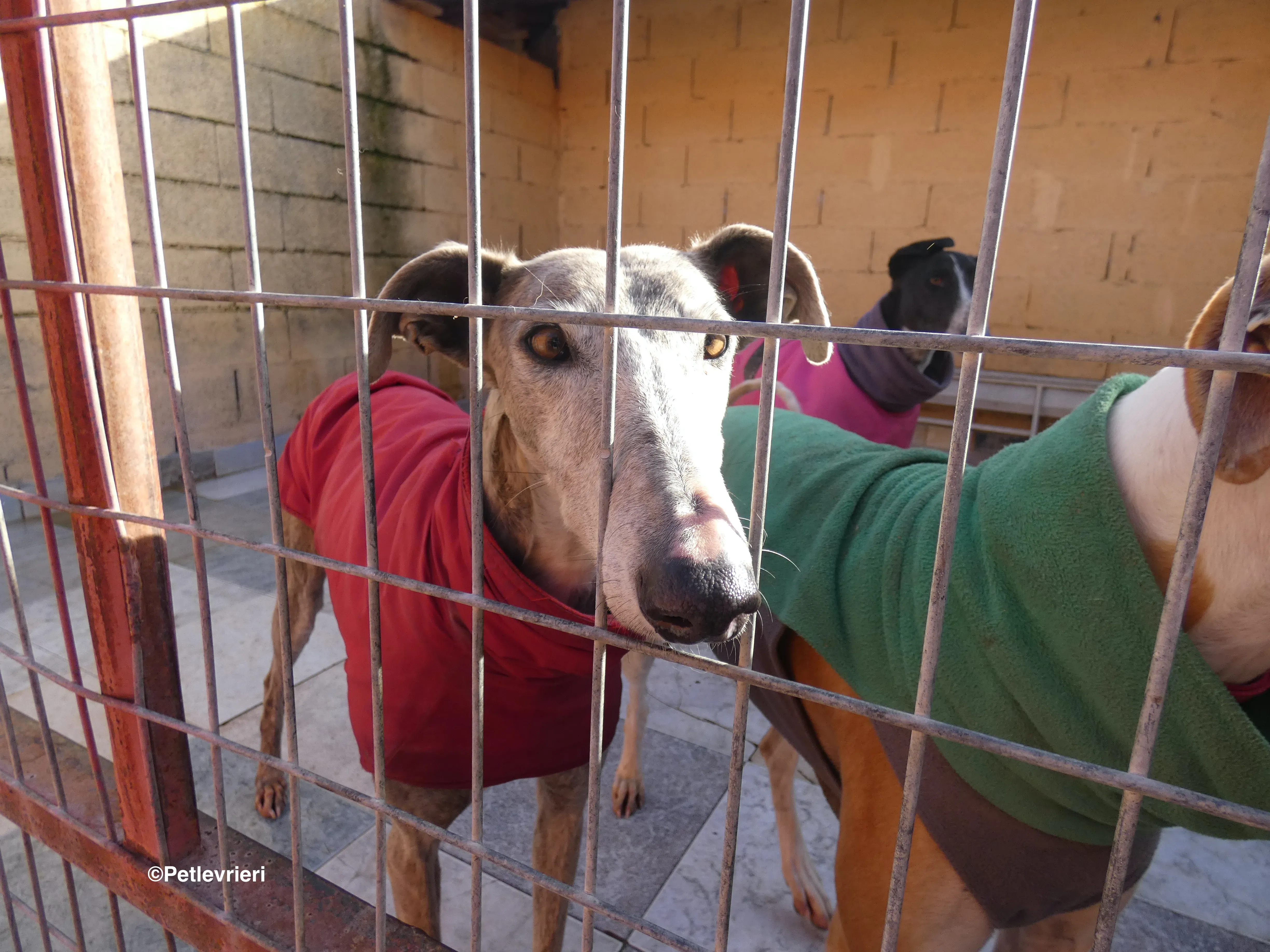 Duna adozione levrieri galgo 27