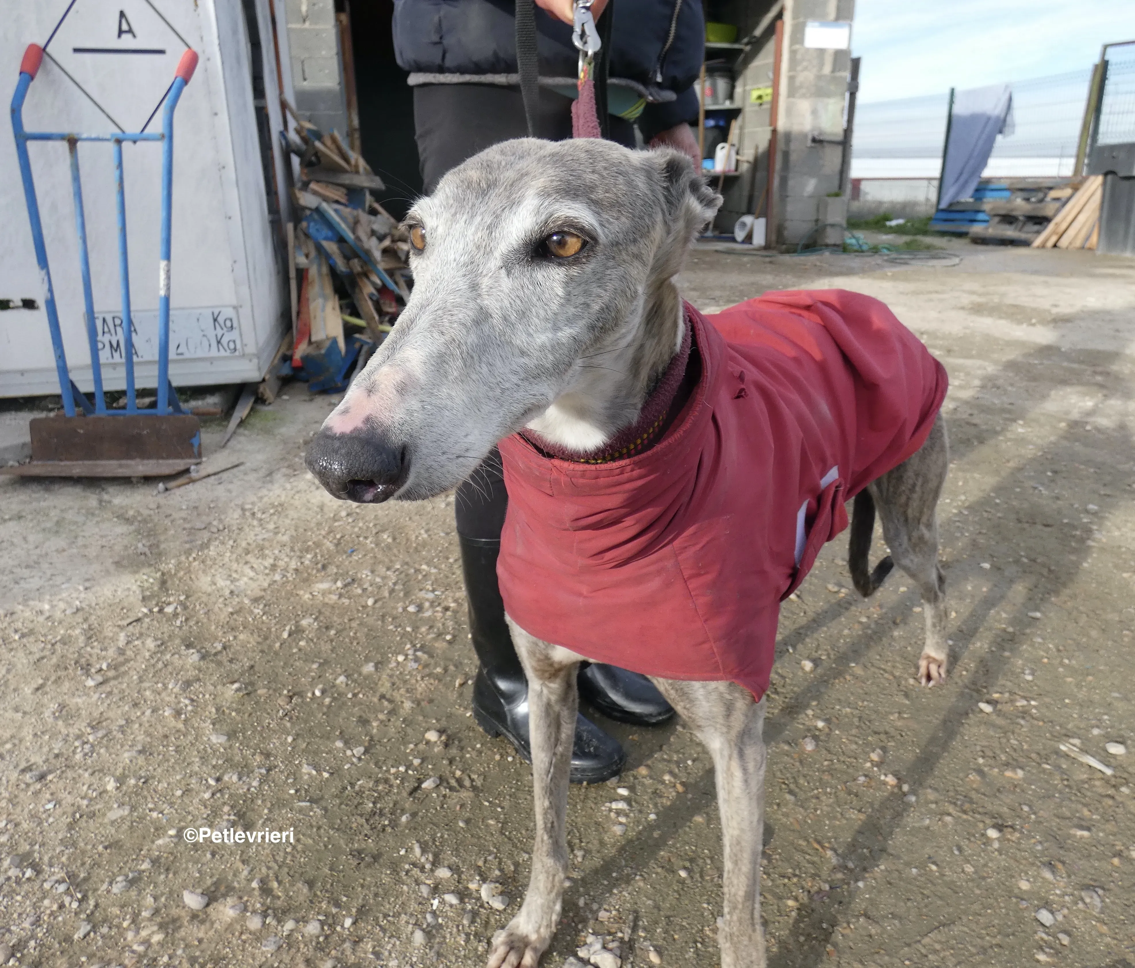 Duna adozione levrieri galgo 28