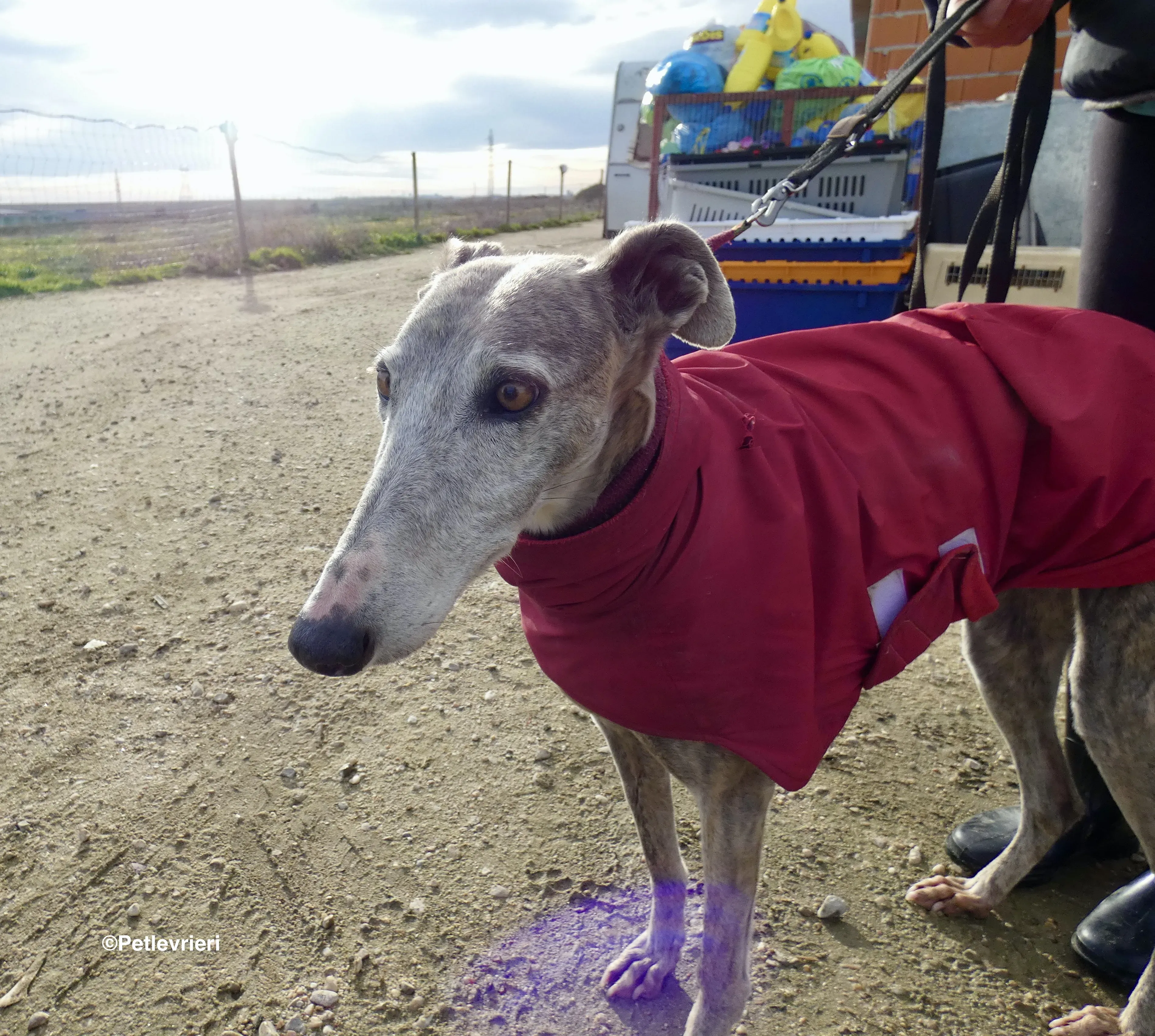 Duna adozione levrieri galgo 29