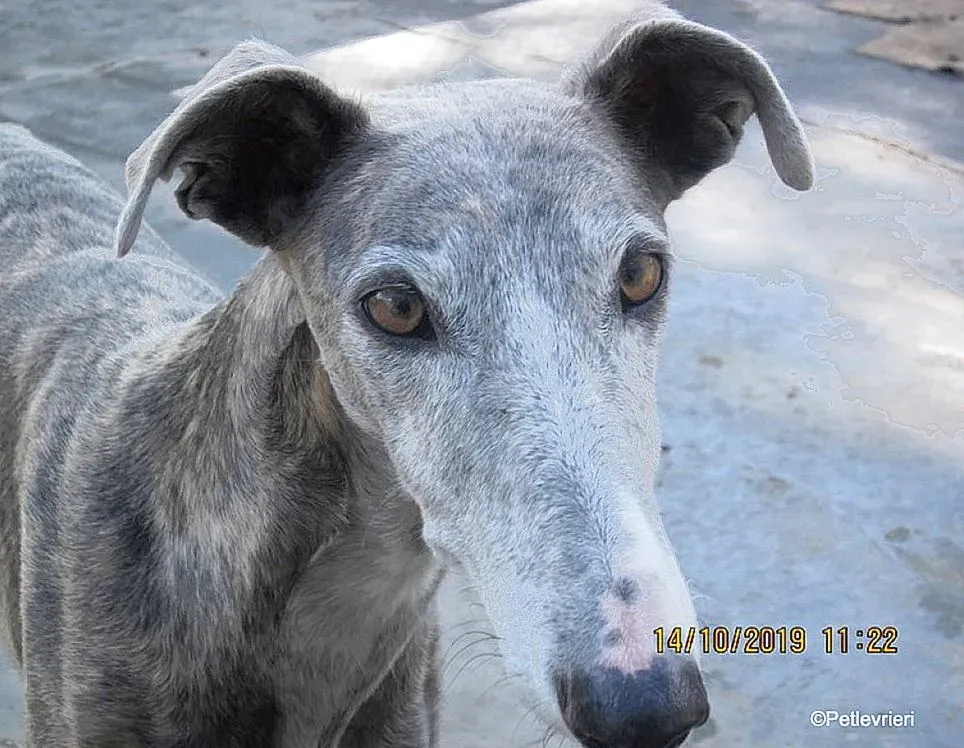 Duna adozione levrieri galgo 02
