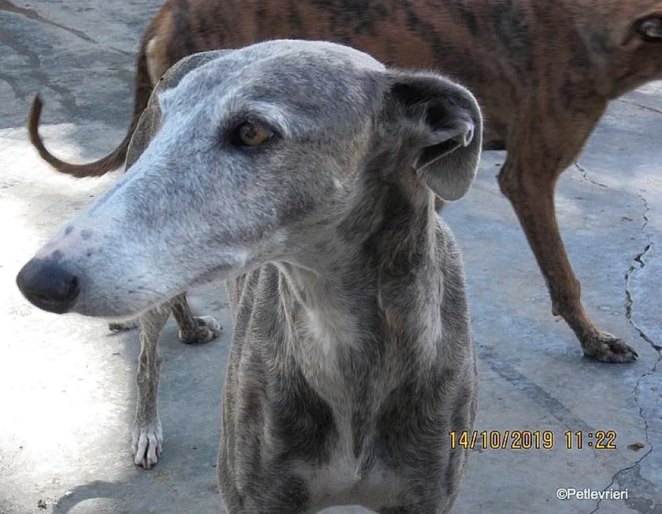 Duna adozione levrieri galgo 03