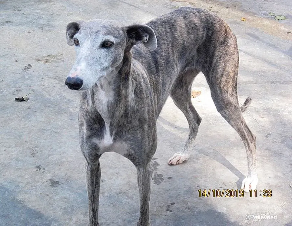 Duna adozione levrieri galgo 04