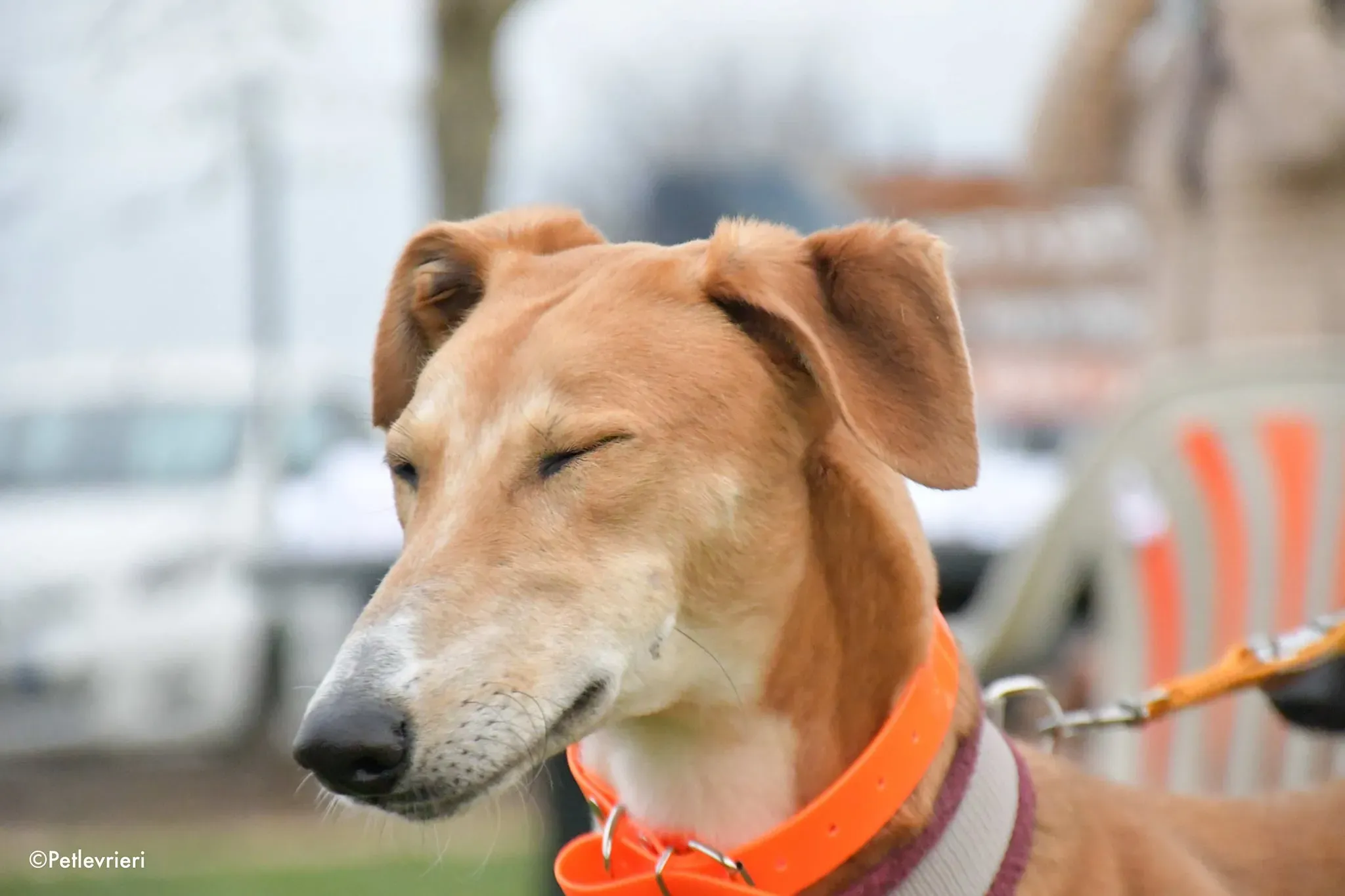 Duncan Lurcher fosterhome okgatti adozionelevrieri 1