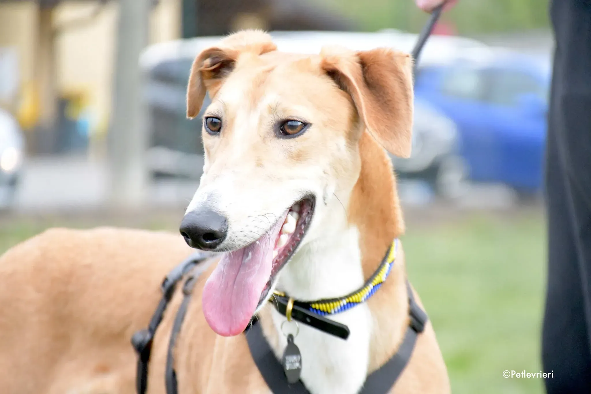 Duncan Lurcher fosterhome okgatti adozionelevrieri 2