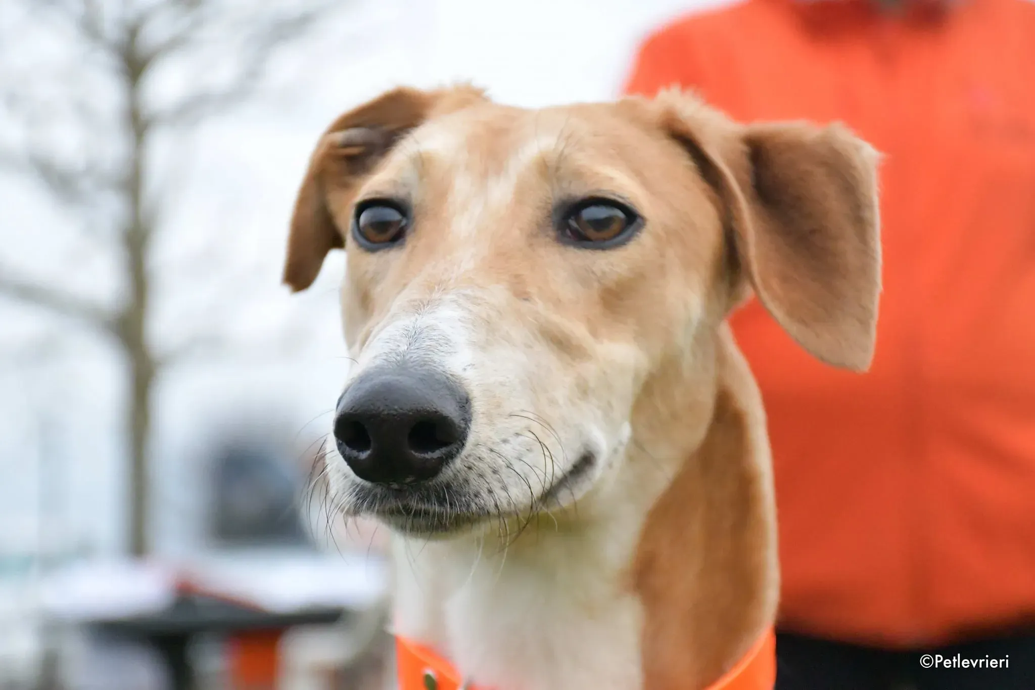 Duncan Lurcher fosterhome okgatti adozionelevrieri 3