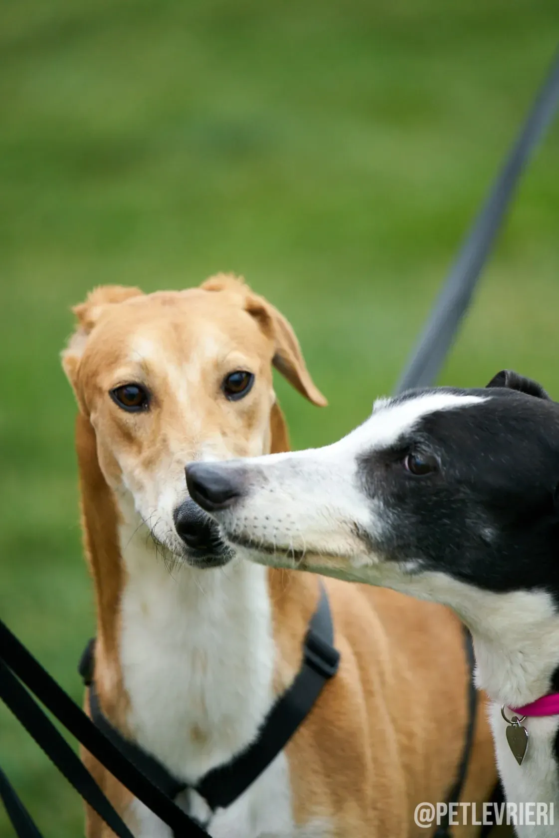 Duncan Lurcher fosterhome okgatti adozionelevrieri 4