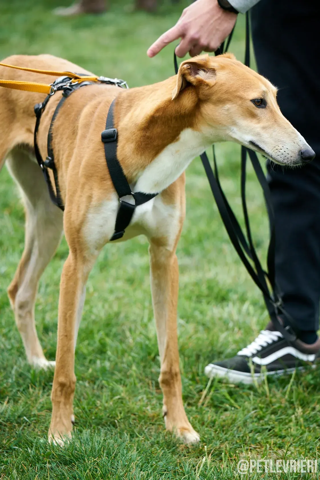 Duncan Lurcher fosterhome okgatti adozionelevrieri 6