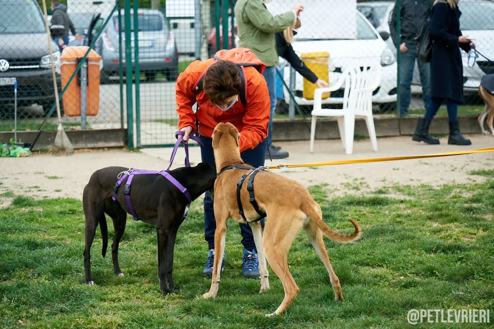 Duncan Lurcher fosterhome okgatti adozionelevrieri 7