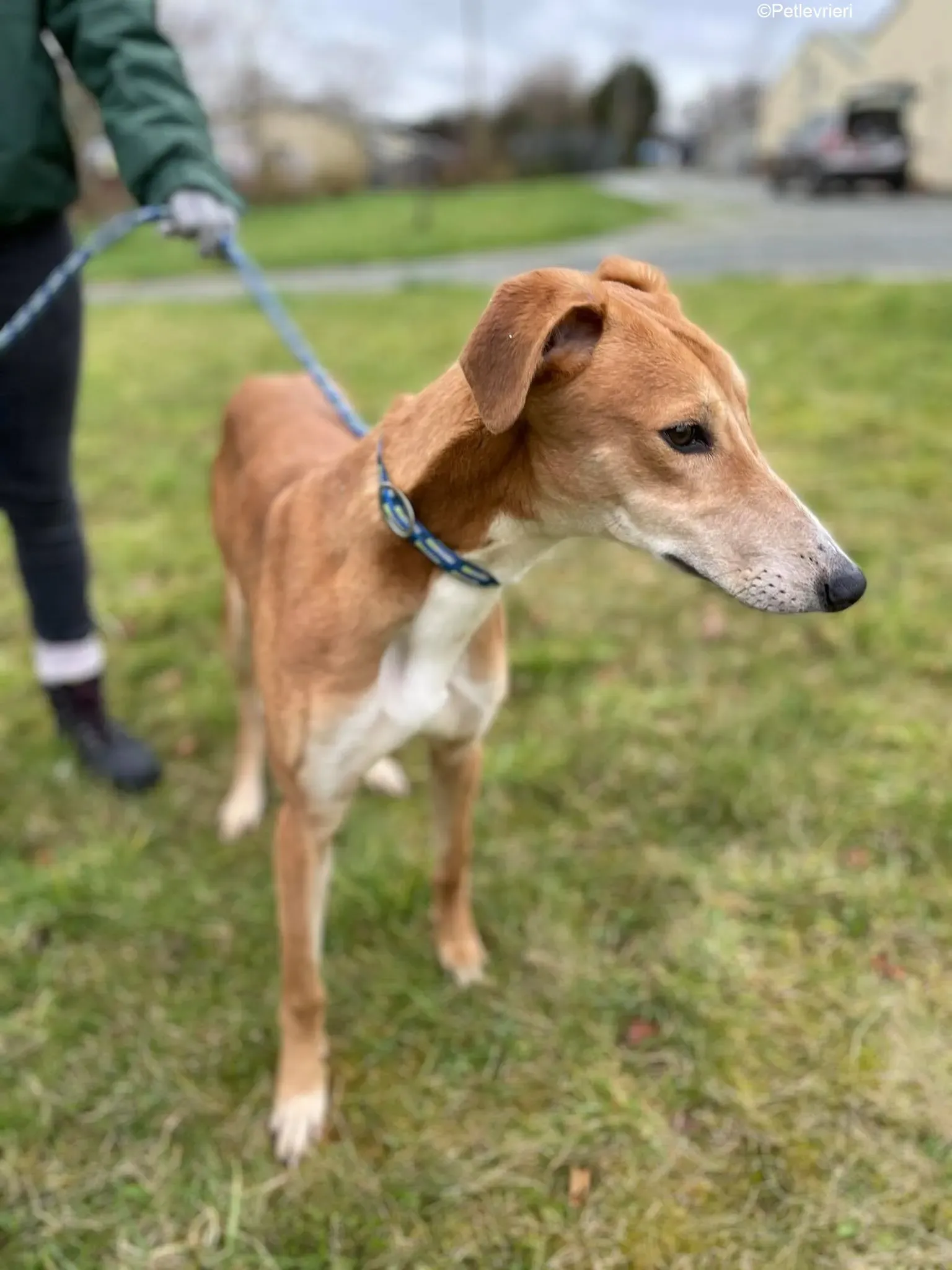 Duncan adozione levrieri greyhound 1