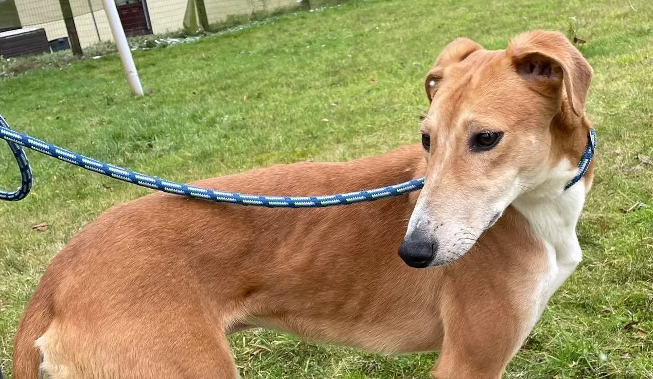 Duncan adozione levrieri greyhound 10 e1612945054756