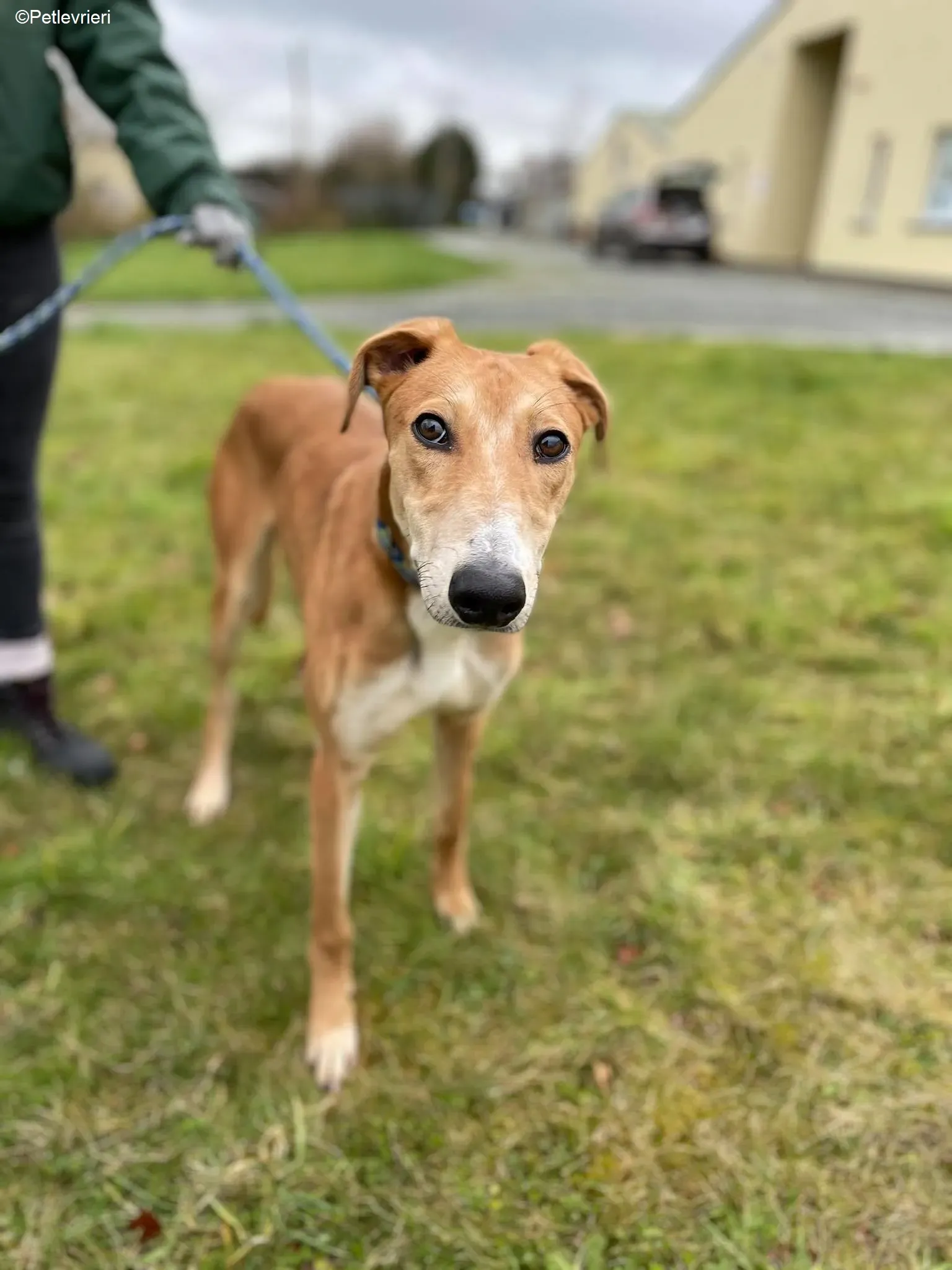 Duncan adozione levrieri greyhound 11