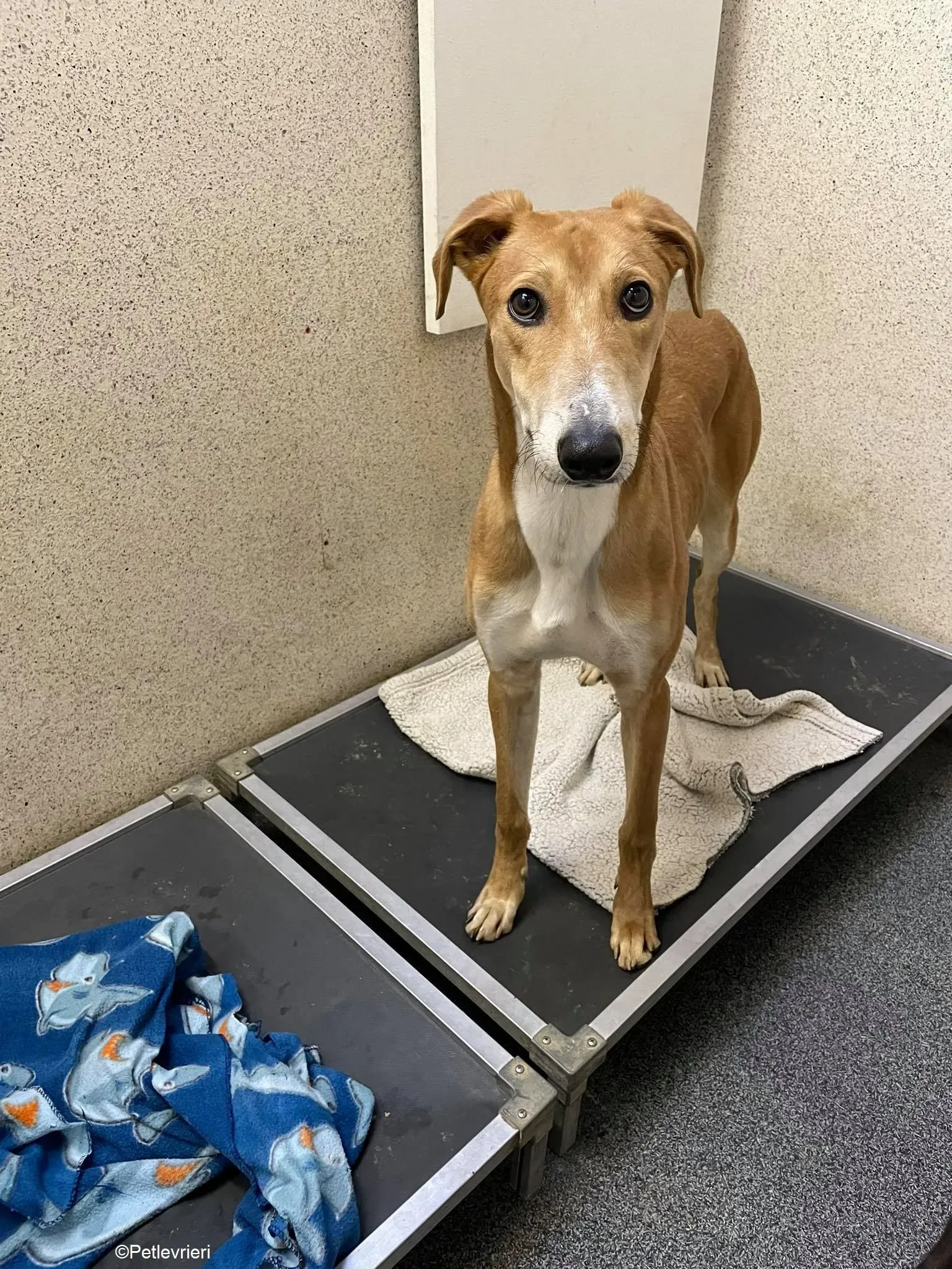 Duncan adozione levrieri greyhound 2