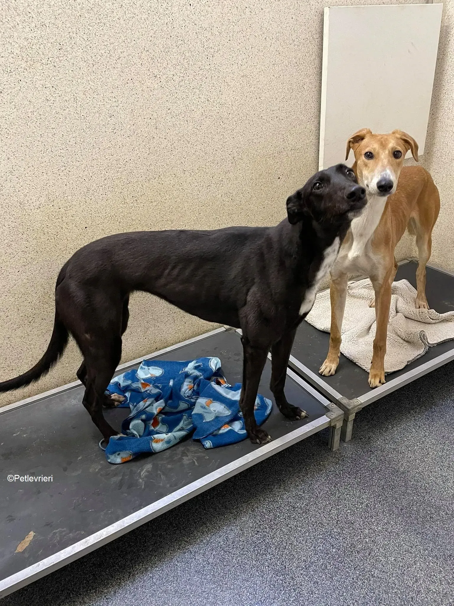 Duncan adozione levrieri greyhound 3