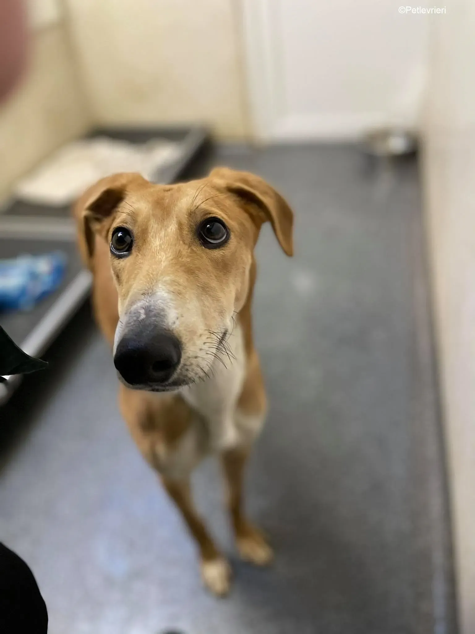 Duncan adozione levrieri greyhound 4