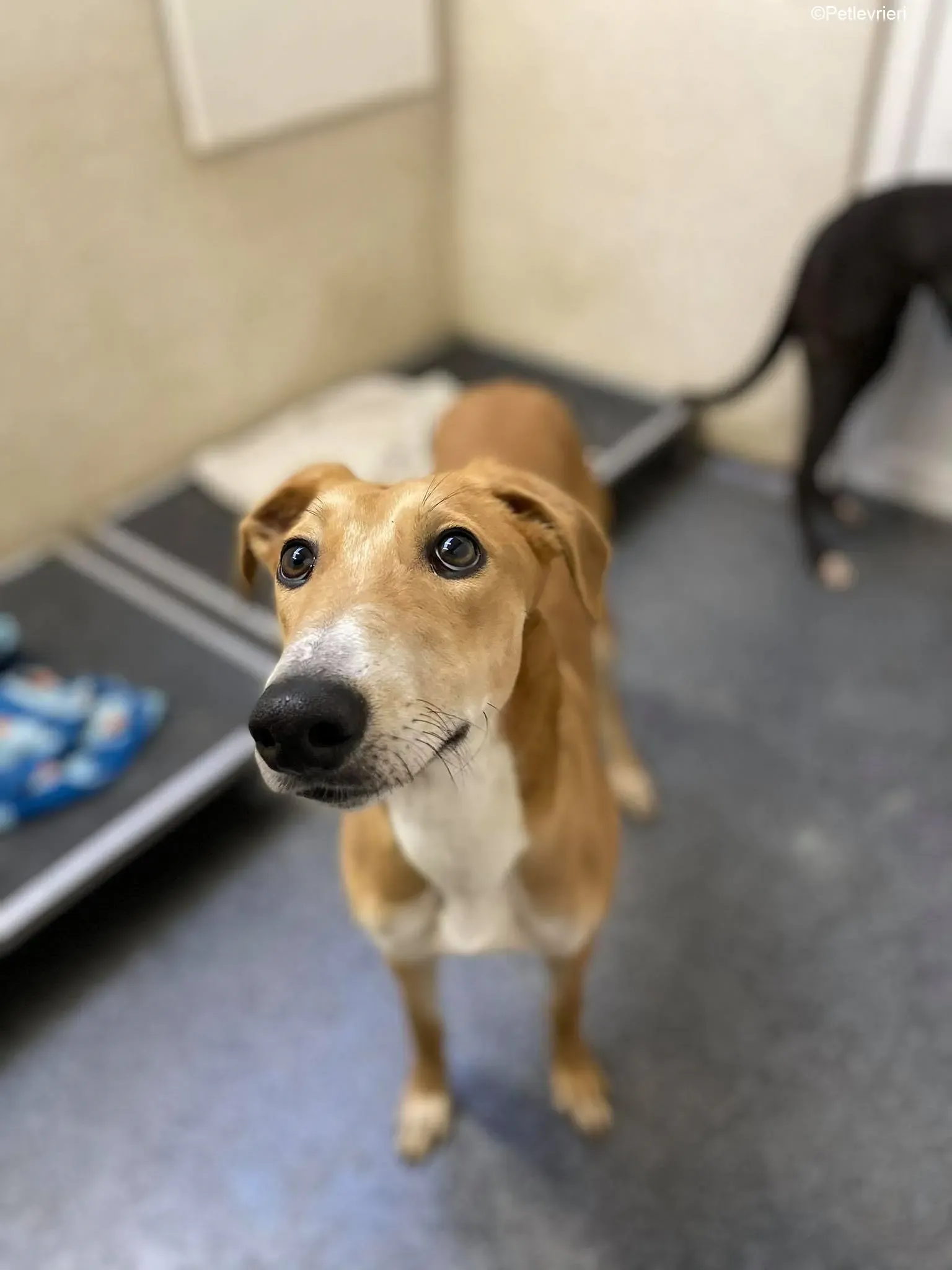 Duncan adozione levrieri greyhound 5