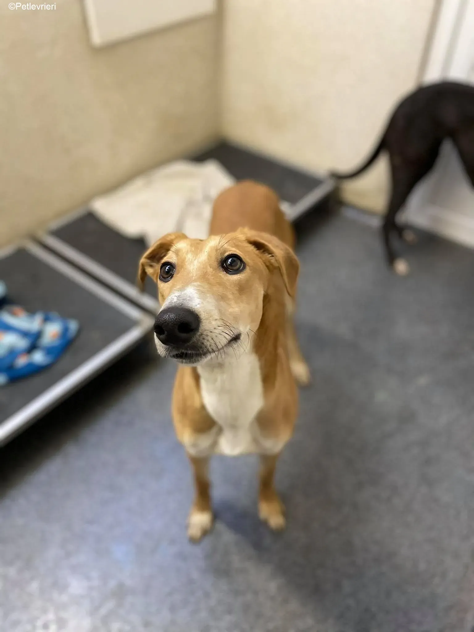 Duncan adozione levrieri greyhound 6