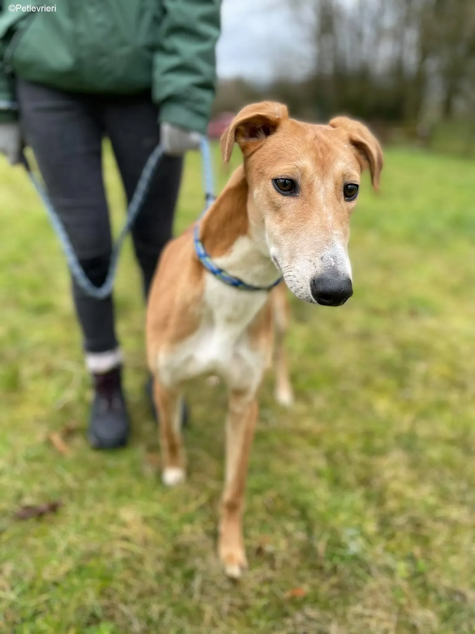 Duncan adozione levrieri greyhound 7