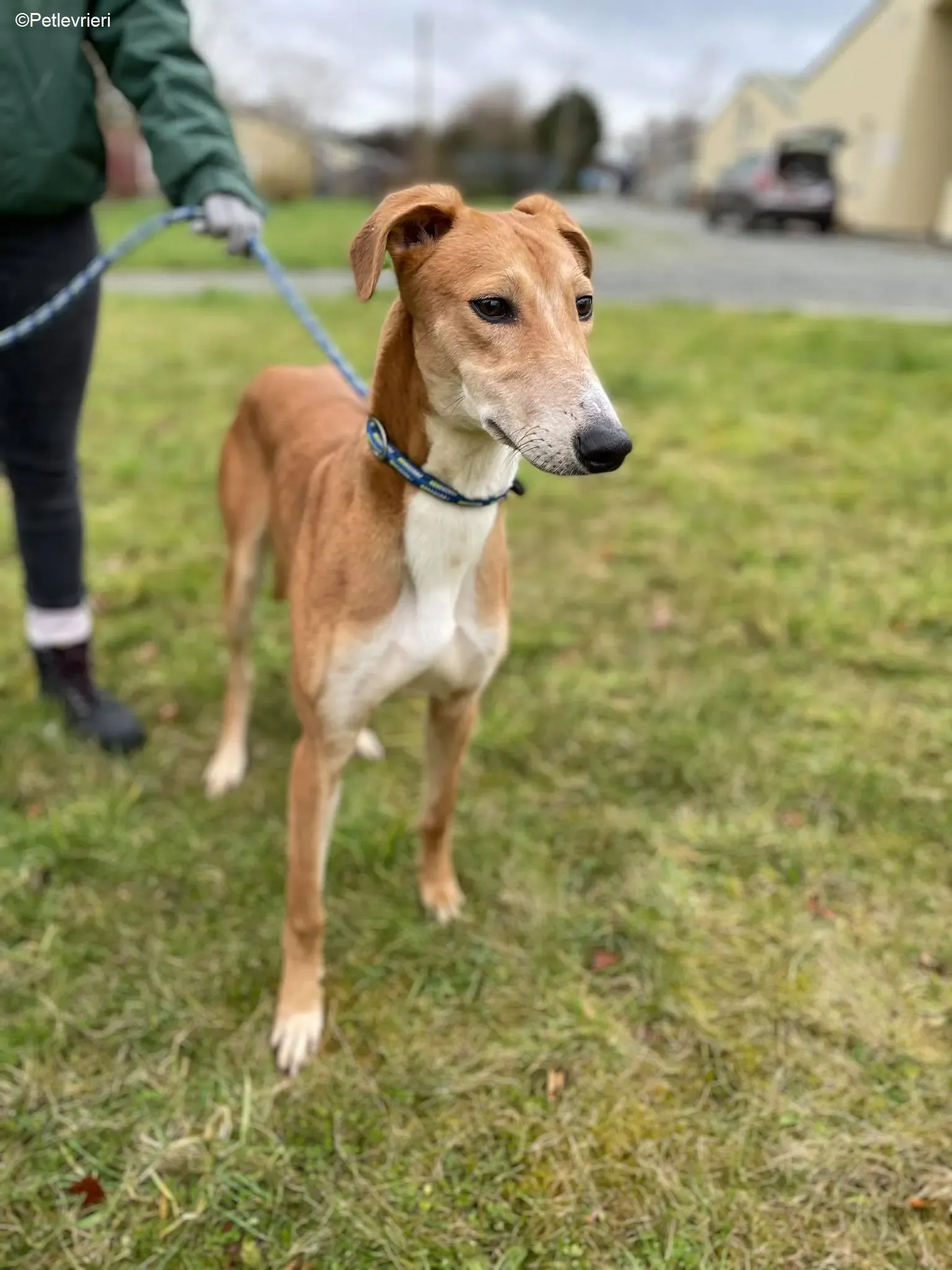 Duncan adozione levrieri greyhound 8